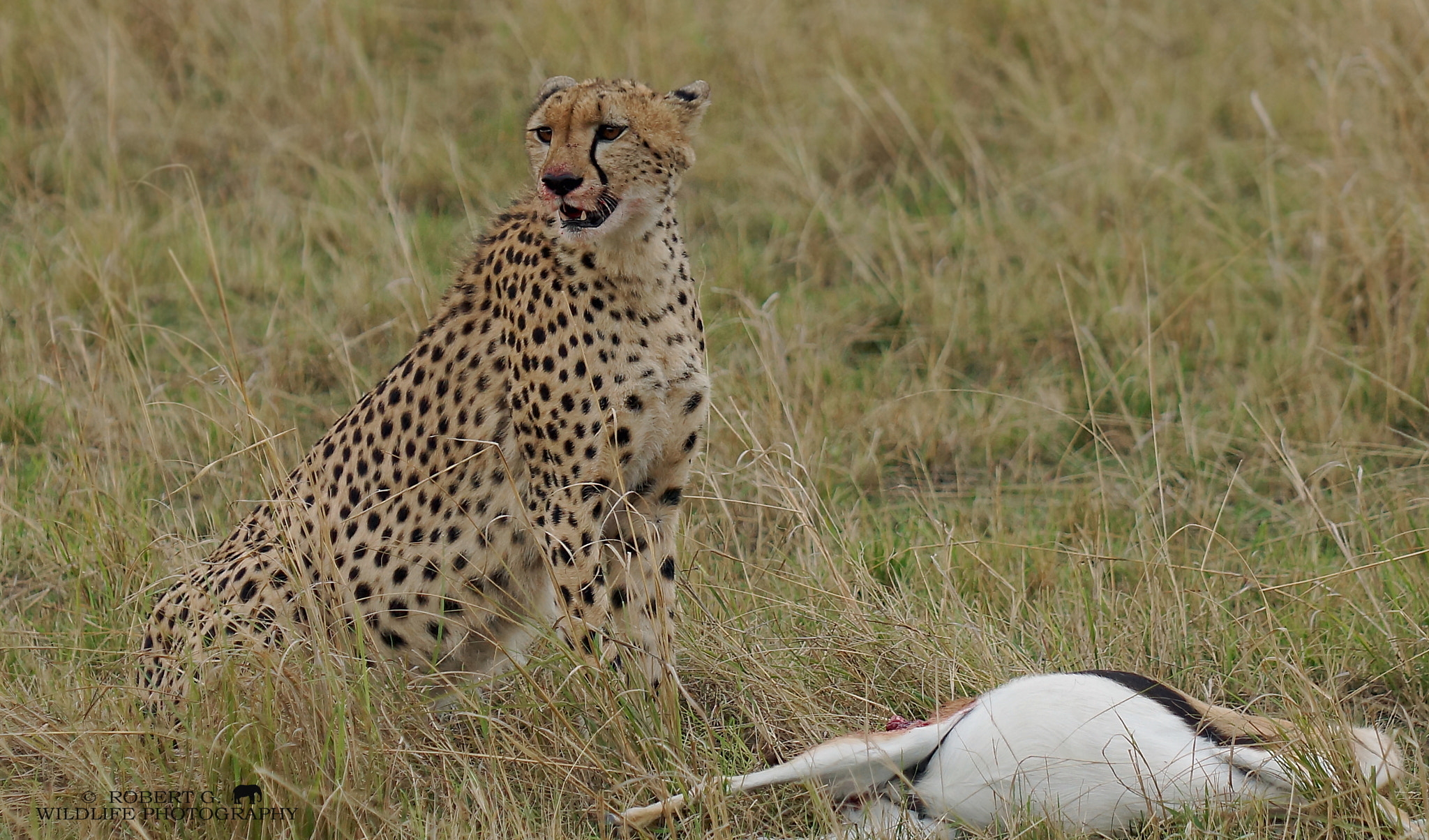 Sony SLT-A77 sample photo. Prey cheetah with photography