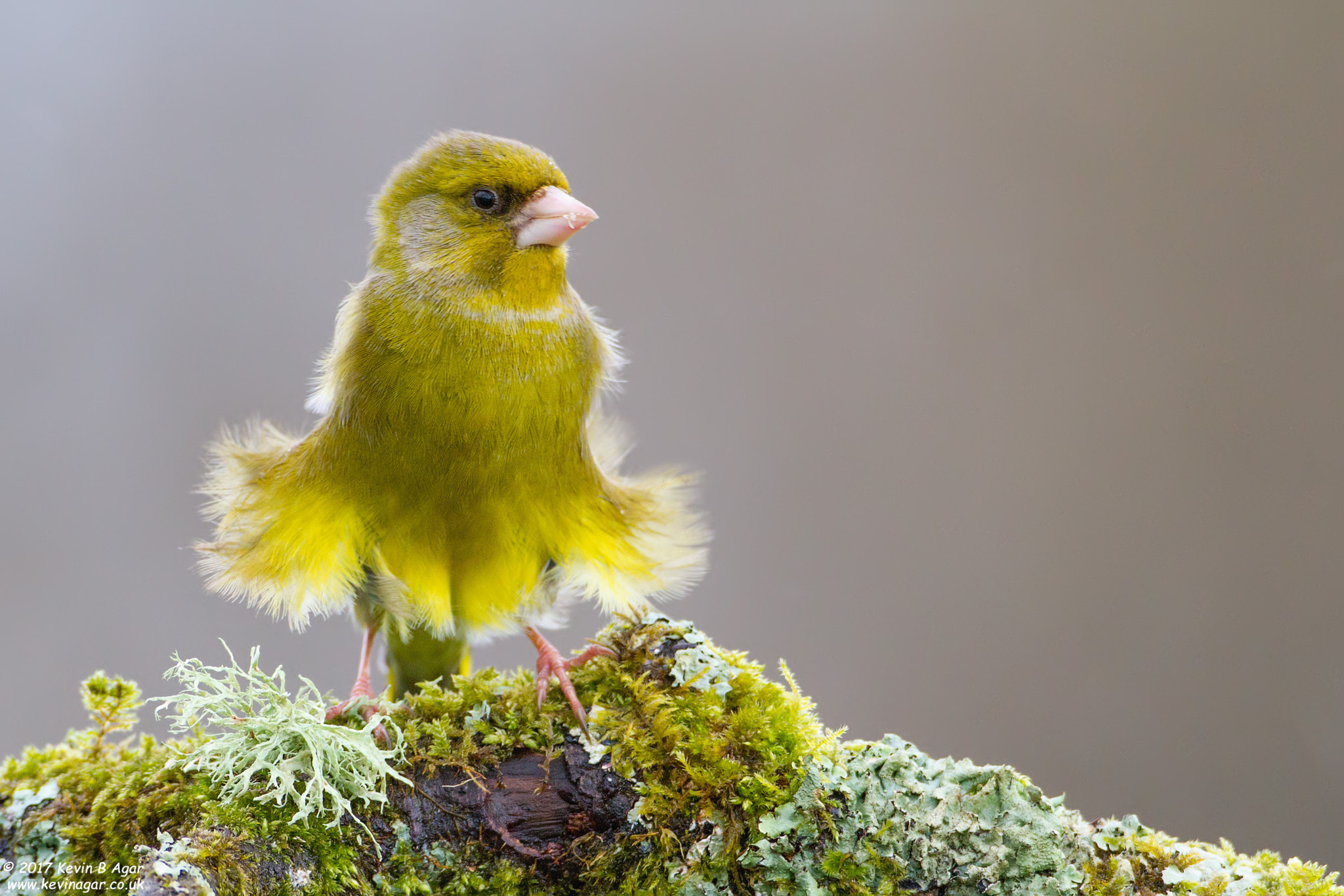 Canon EF 500mm F4L IS USM sample photo. Greenfinch, carduelis chloris photography