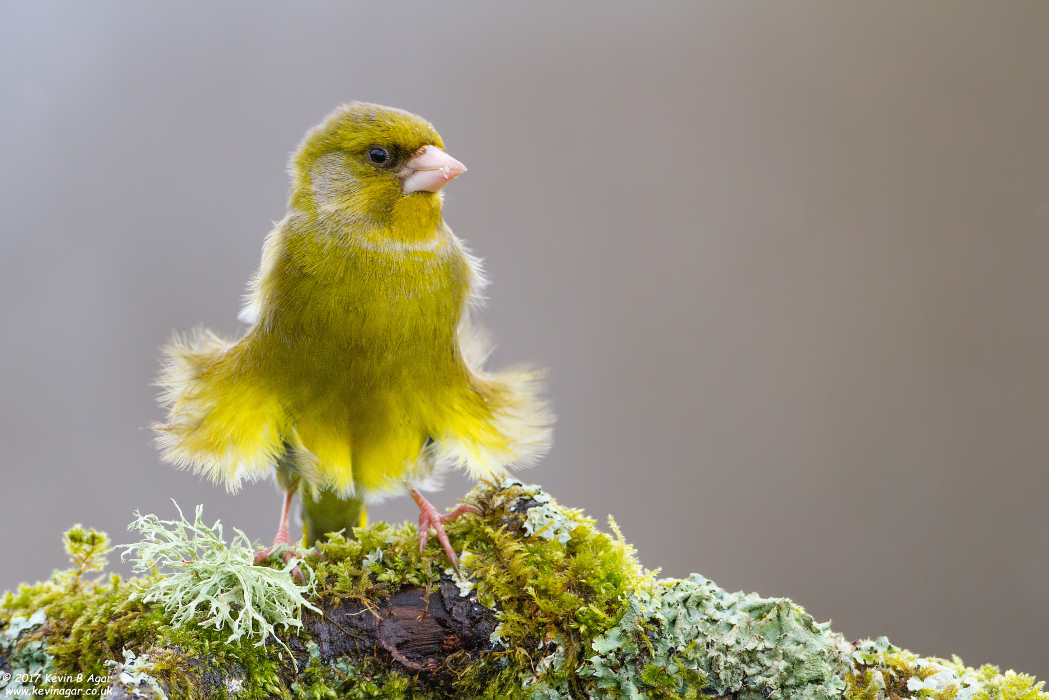 Canon EOS 7D sample photo. Greenfinch, carduelis chloris photography