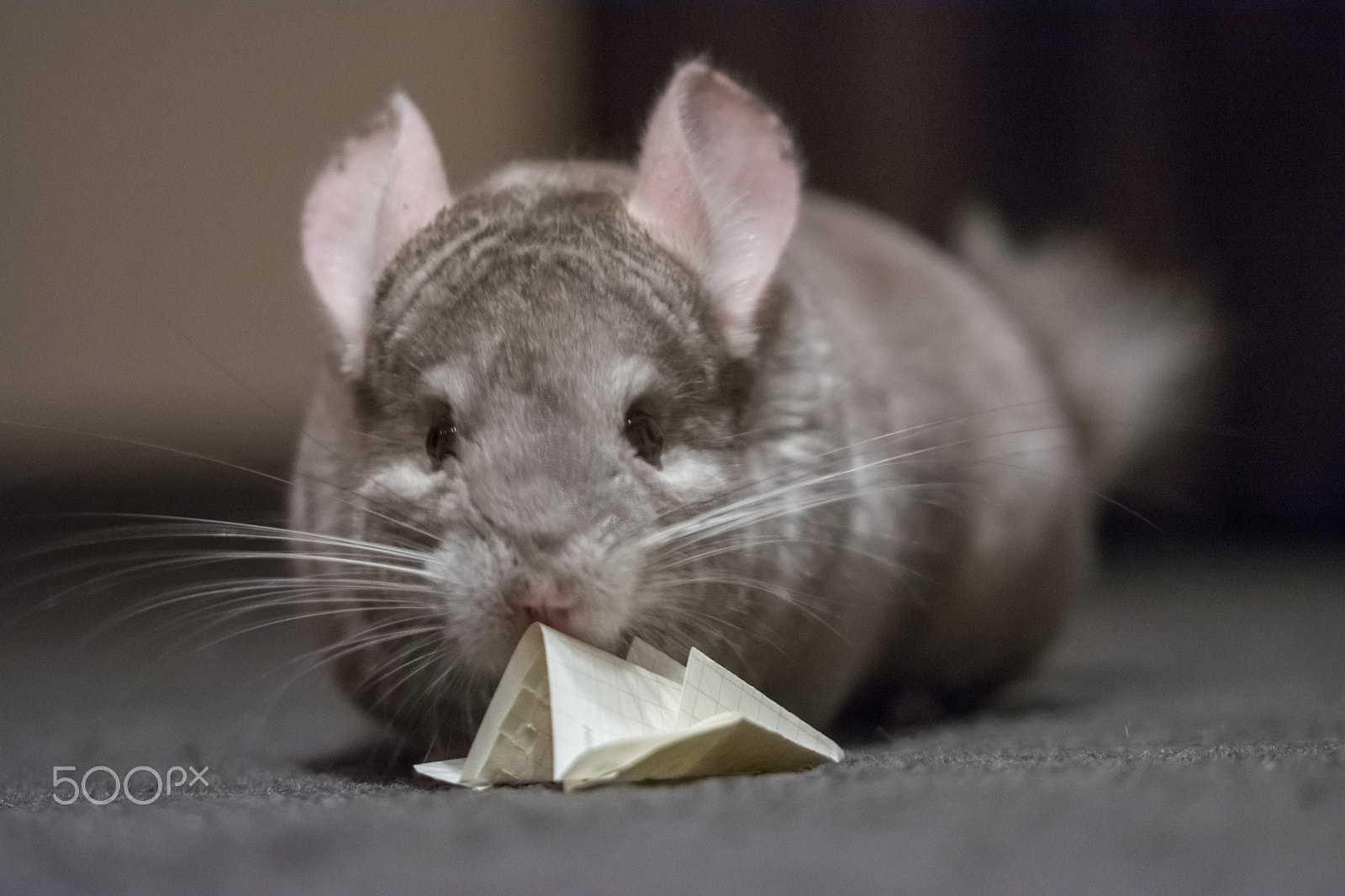 Sigma 105mm F2.8 EX DG OS HSM sample photo. Chinchilla play with small paper airplane photography