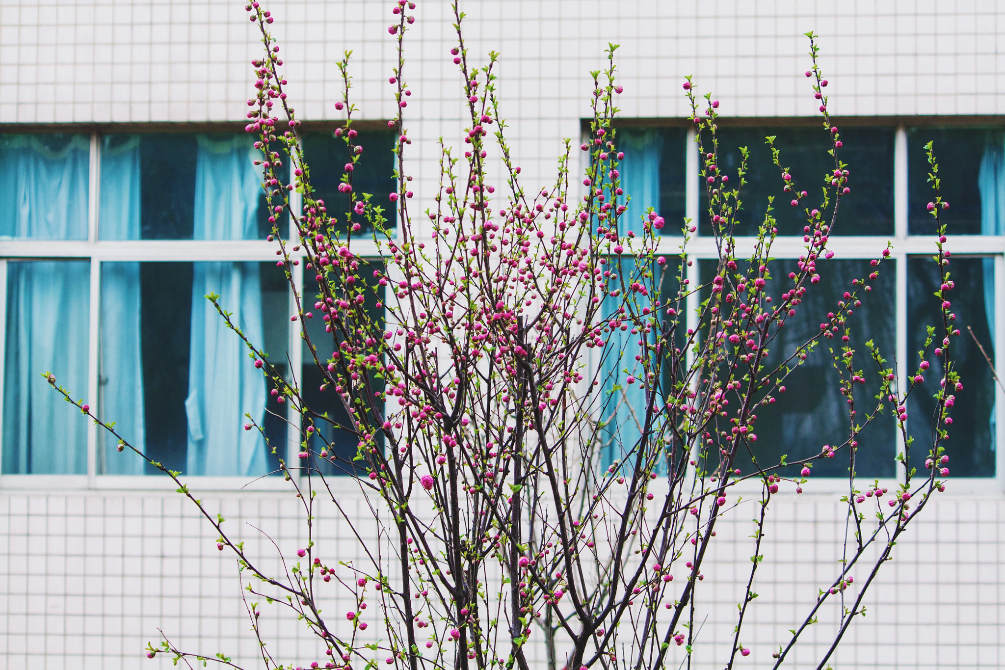 Canon EF-S 55-250mm F4-5.6 IS sample photo. 教室窗外的花 photography