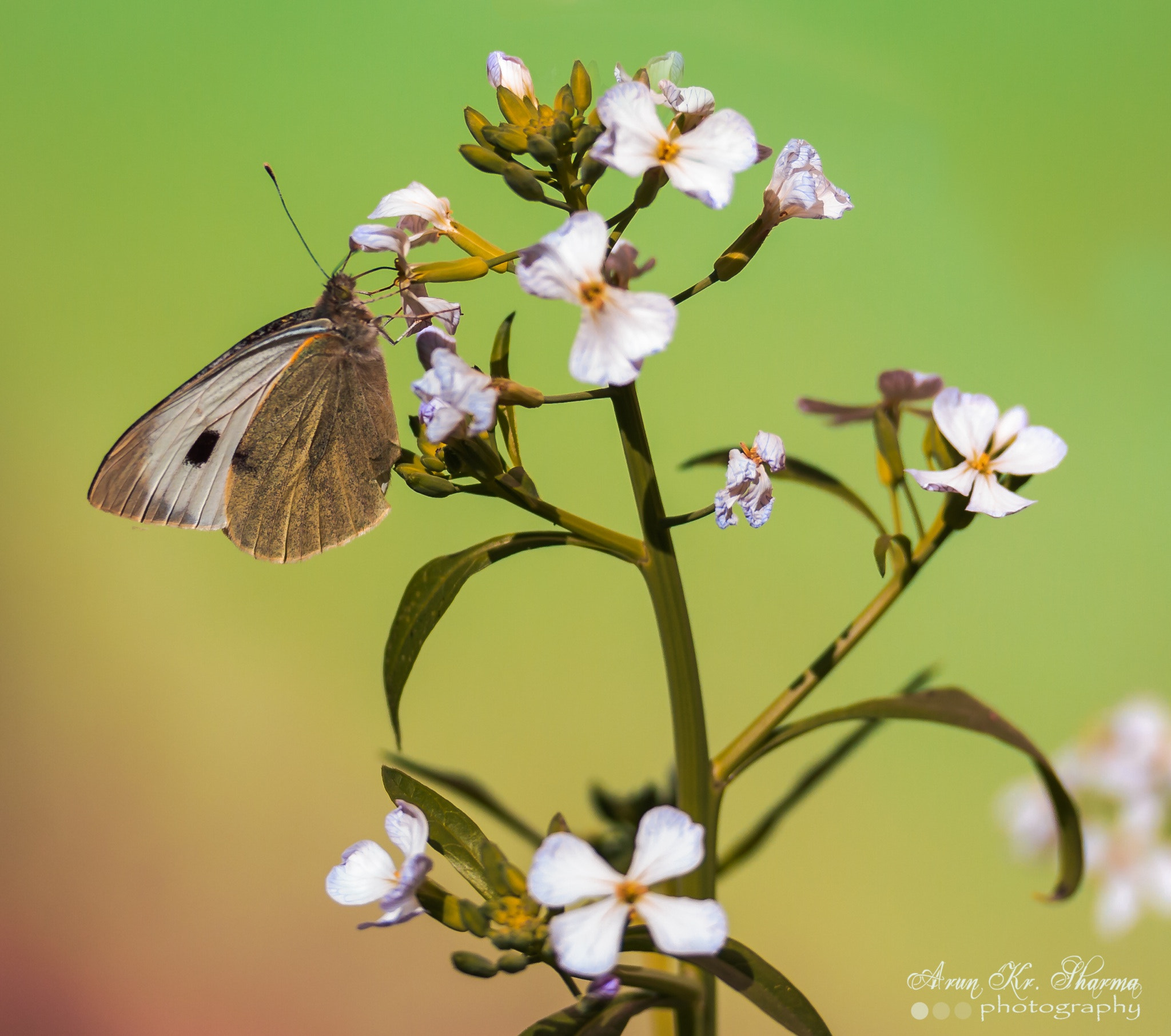 Canon EF-S 60mm F2.8 Macro USM sample photo. Butterfly photography