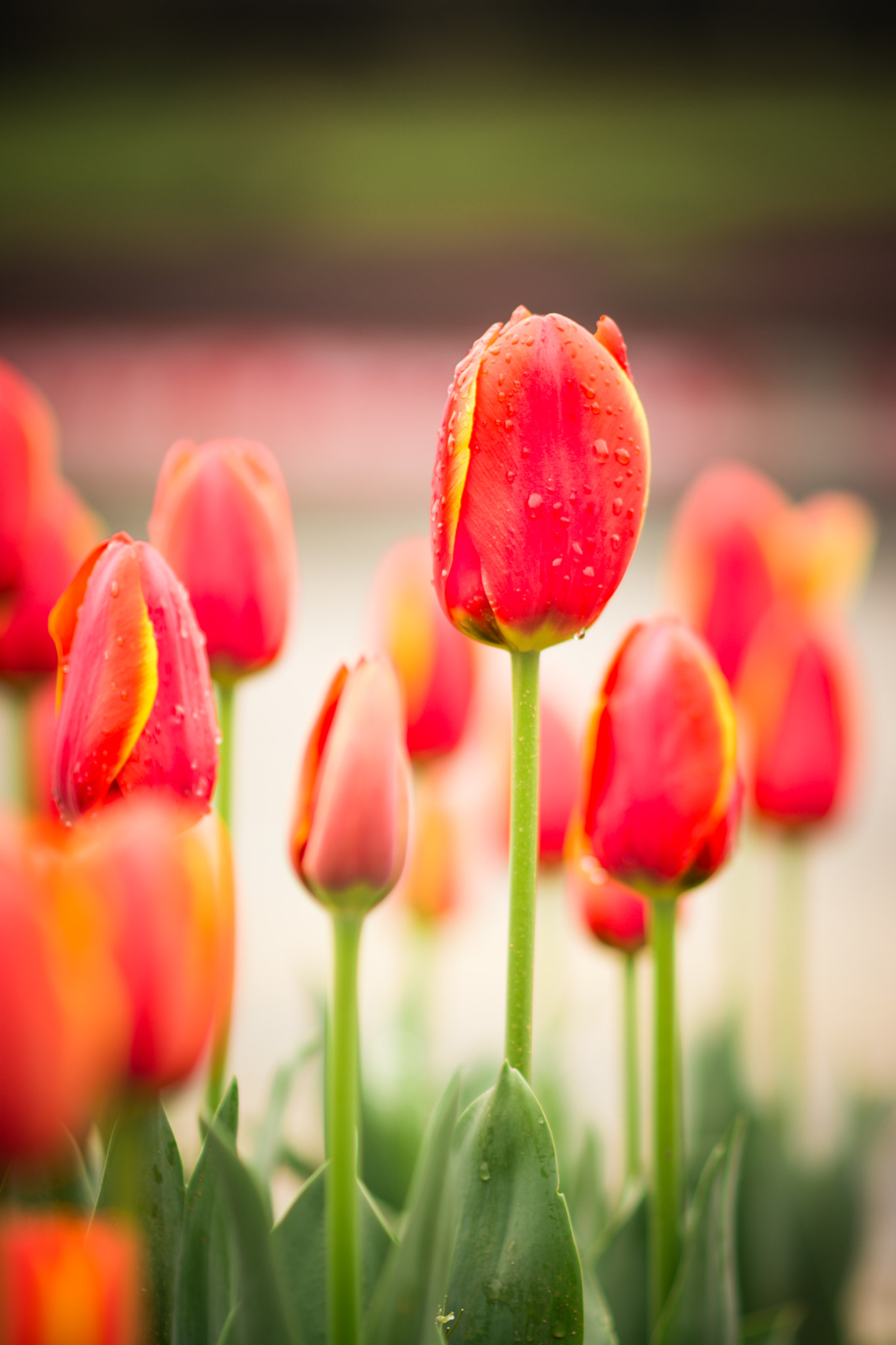 Nikon D7100 + Nikon AF-S Nikkor 85mm F1.8G sample photo. Tulip in school photography