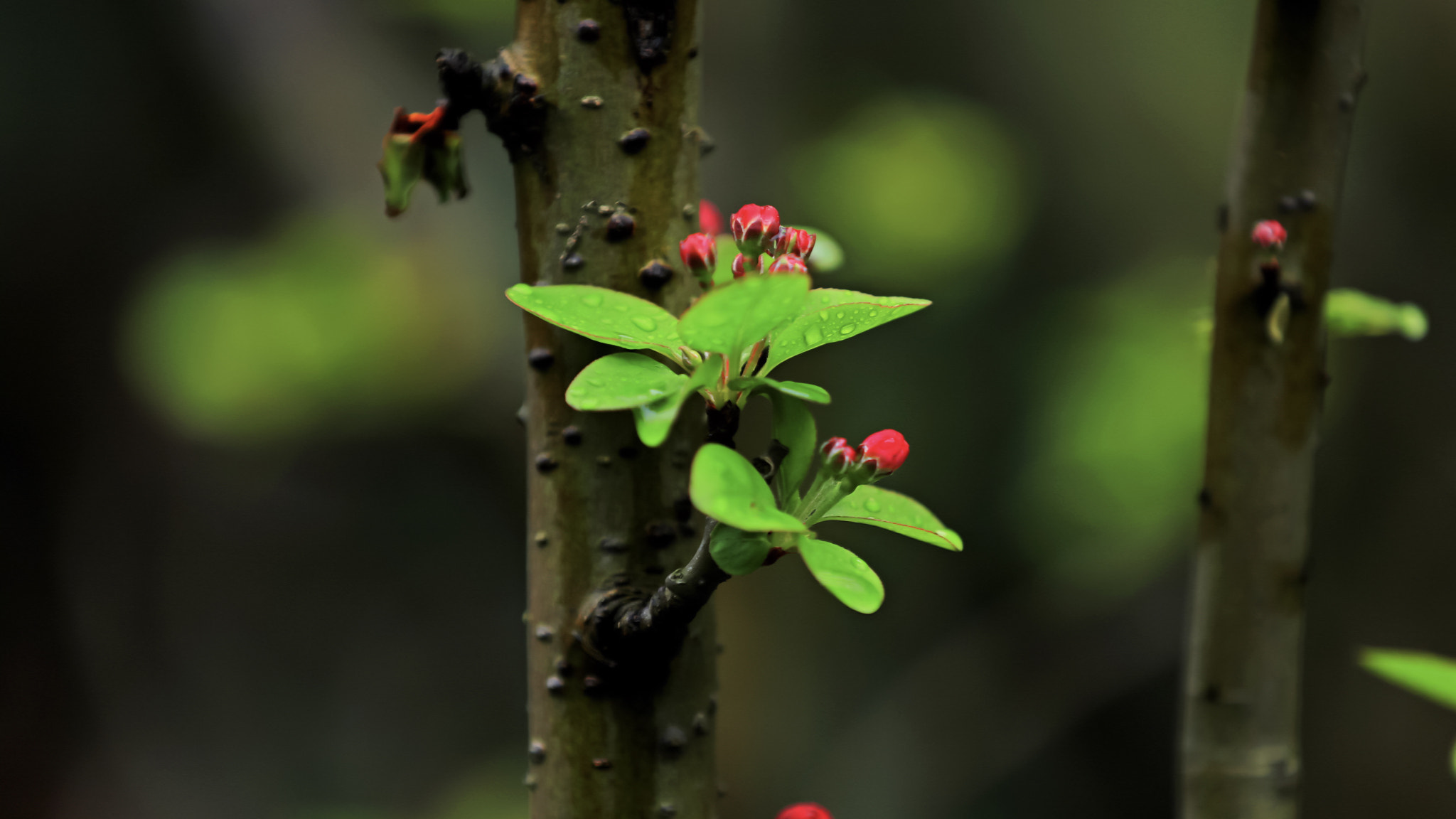 Canon EOS 5DS R sample photo