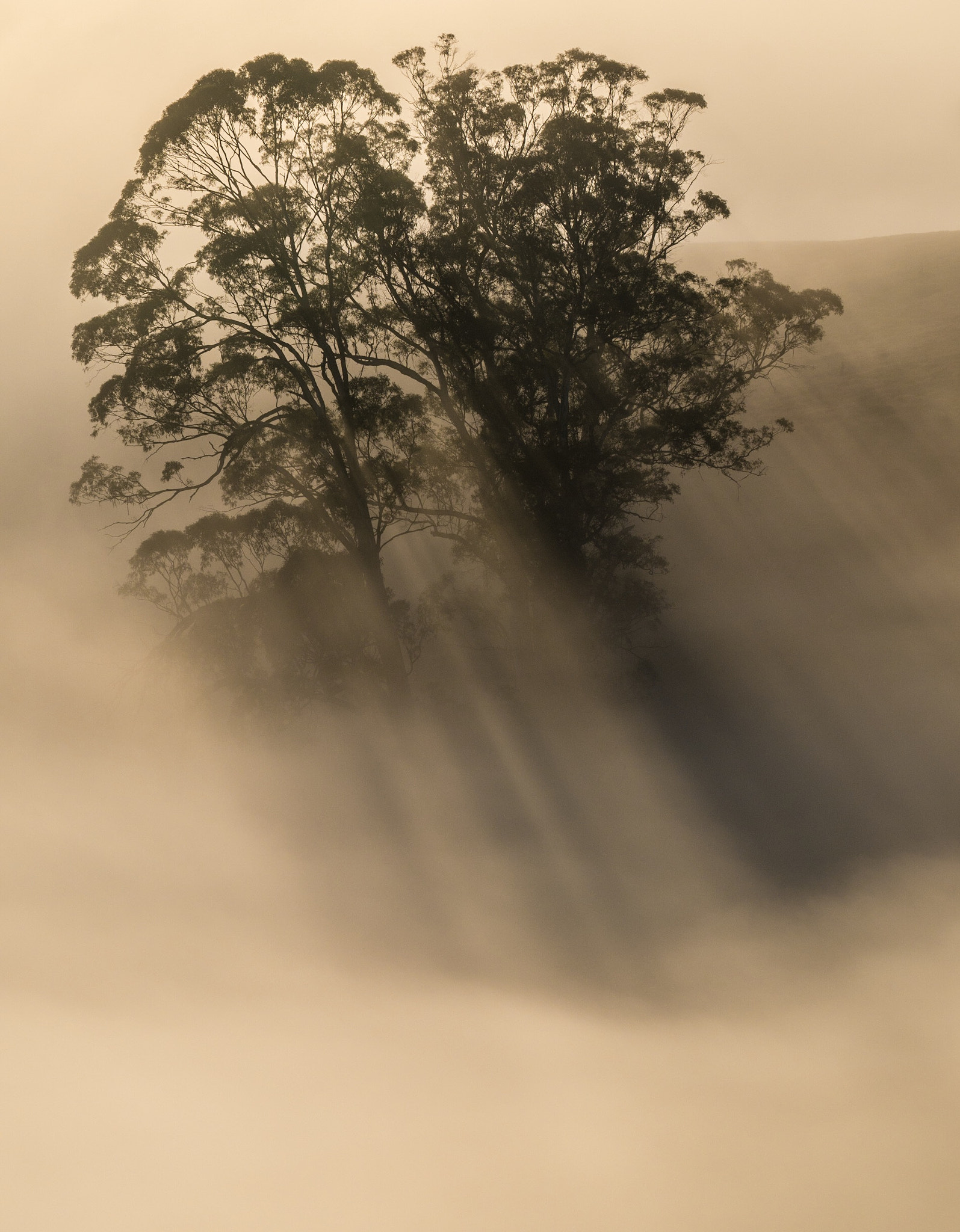 LUMIX G VARIO 100-300/F4.0-5.6II sample photo. Sunrise in the strzelecki ranges, west gippsland, victoria, australia photography