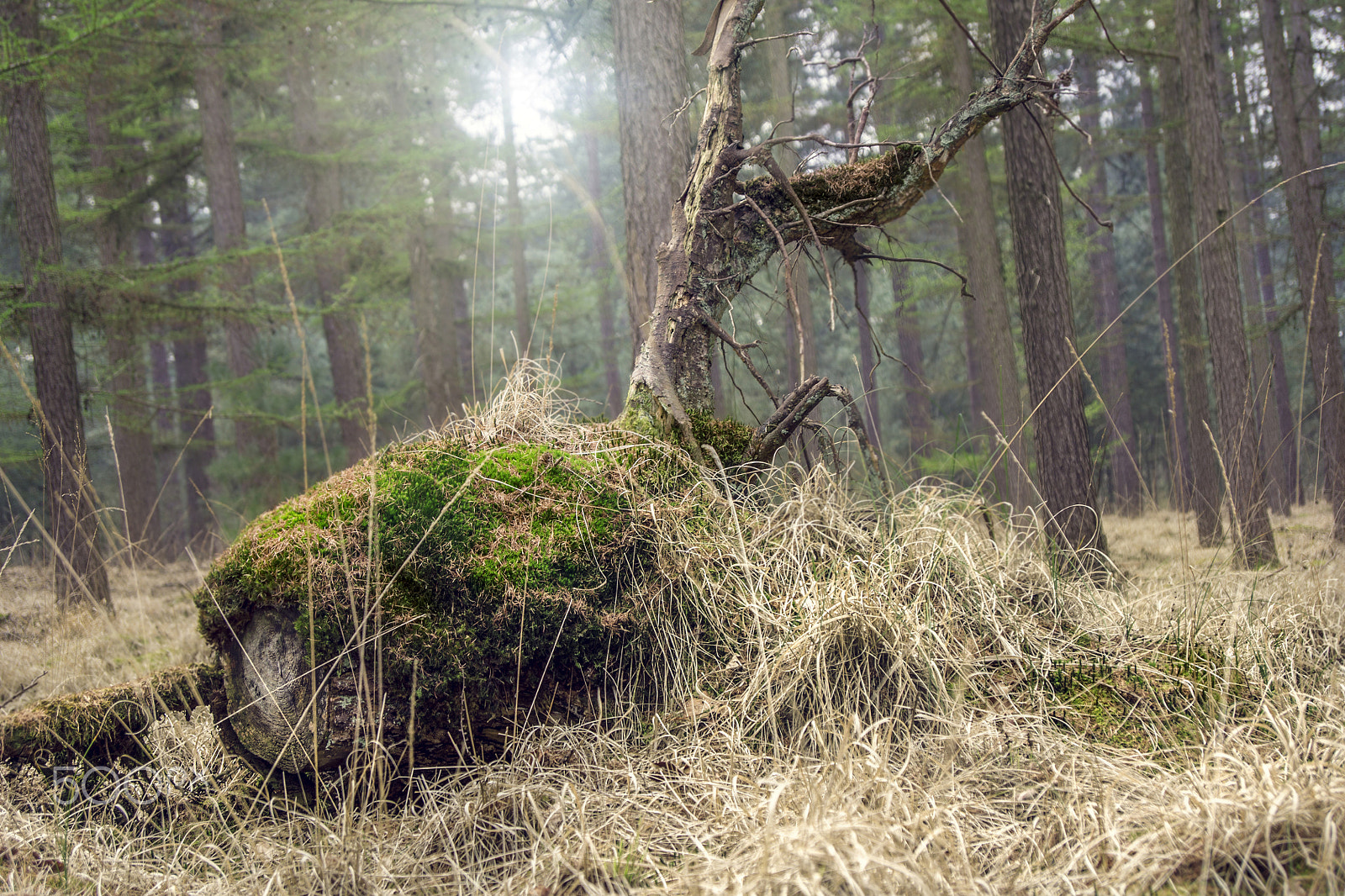 Sony Alpha DSLR-A500 sample photo. Fallen rotting tree trunk covered with moss photography