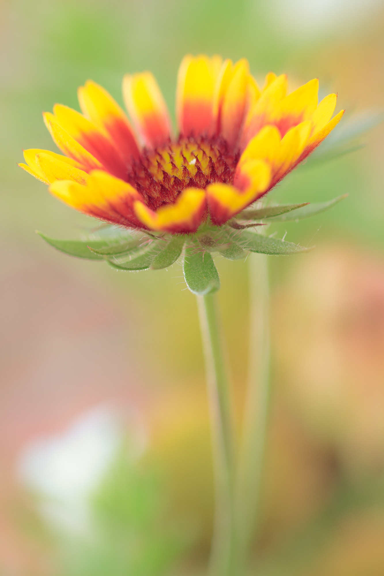Sigma 105mm F2.8 EX DG OS HSM sample photo. Nature  photography