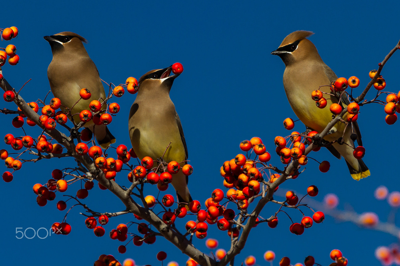 Canon EF 100-400mm F4.5-5.6L IS USM sample photo. Waxwing experience photography
