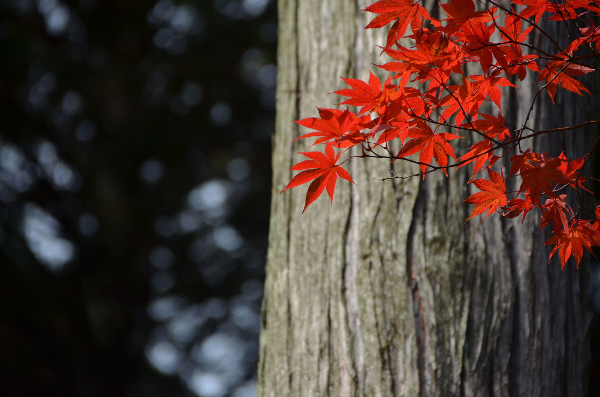 Sigma 18-250mm F3.5-6.3 DC Macro OS HSM sample photo. 三室戶寺 photography