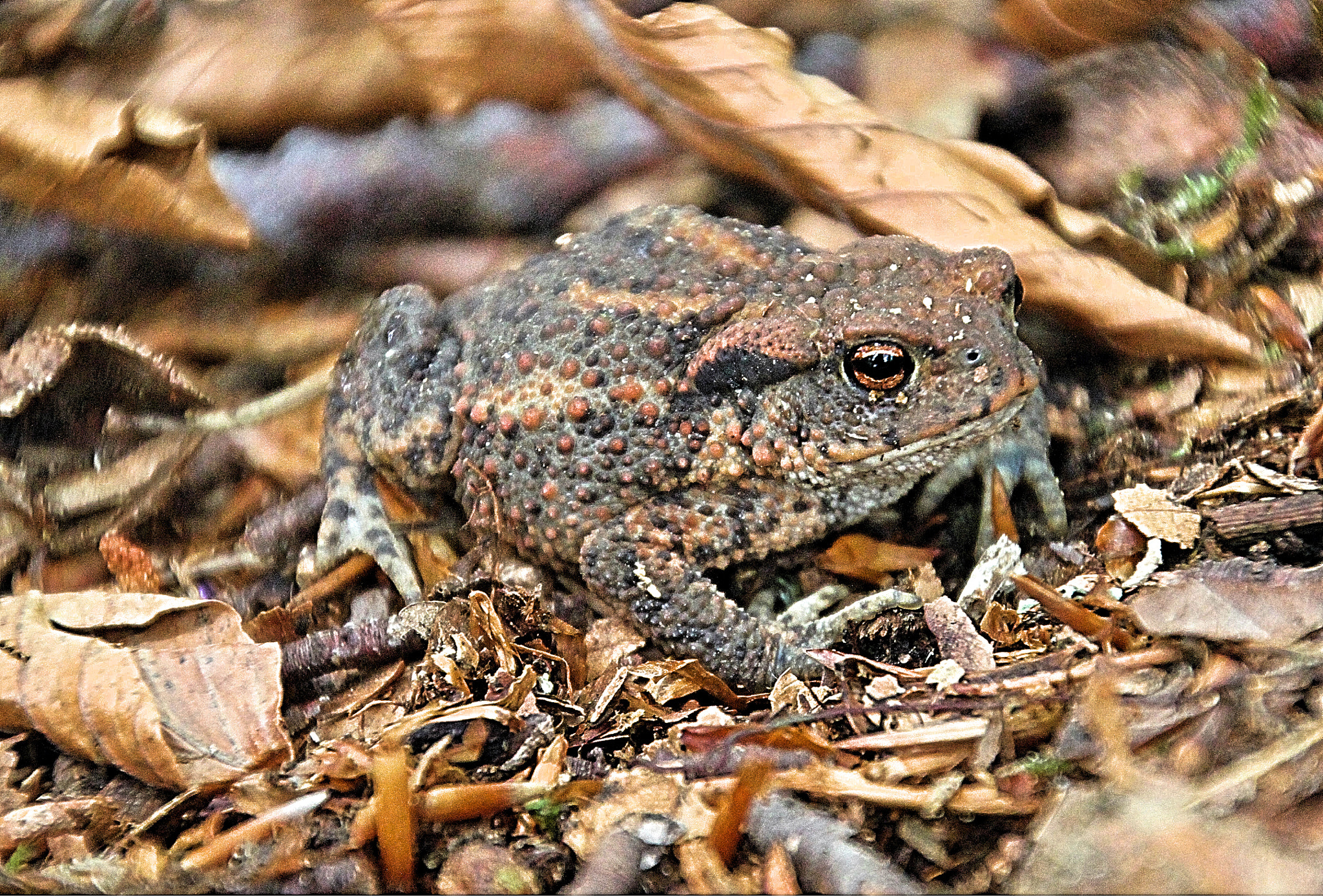 Canon EOS 500D (EOS Rebel T1i / EOS Kiss X3) sample photo. Camouflage photography