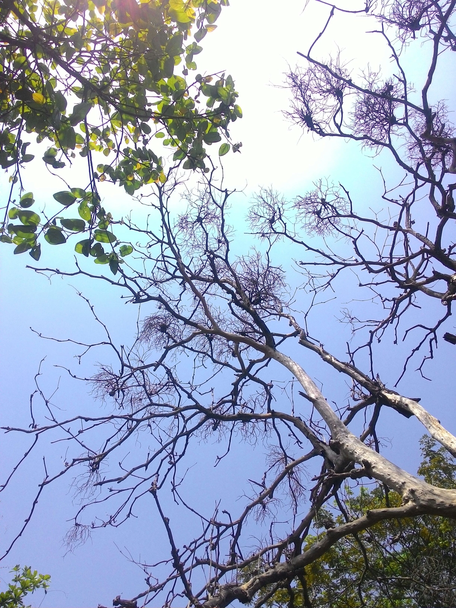 ASUS T00J sample photo. Botanical garden photography