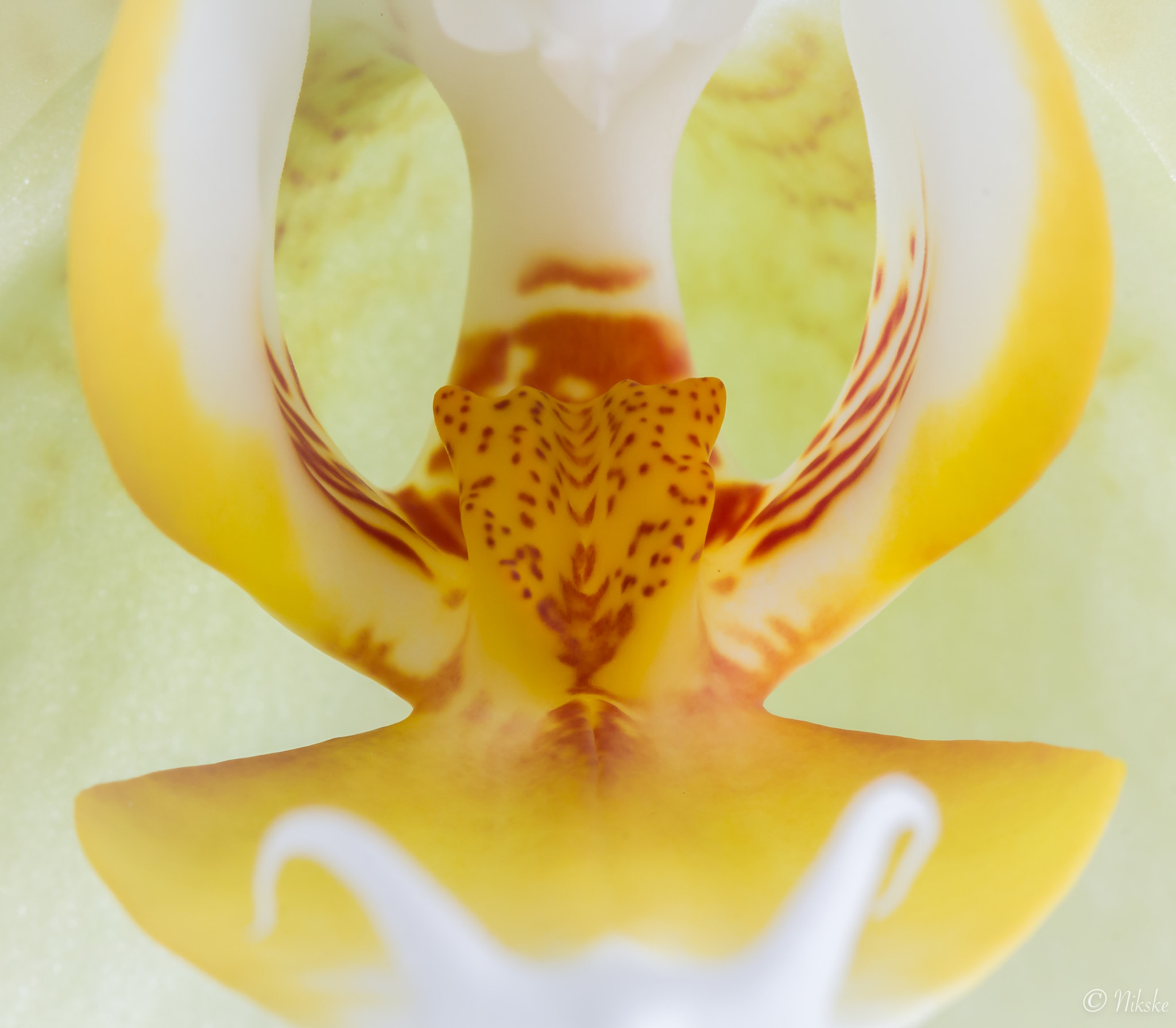 Canon EF 100mm F2.8 Macro USM sample photo. Orchidee photography