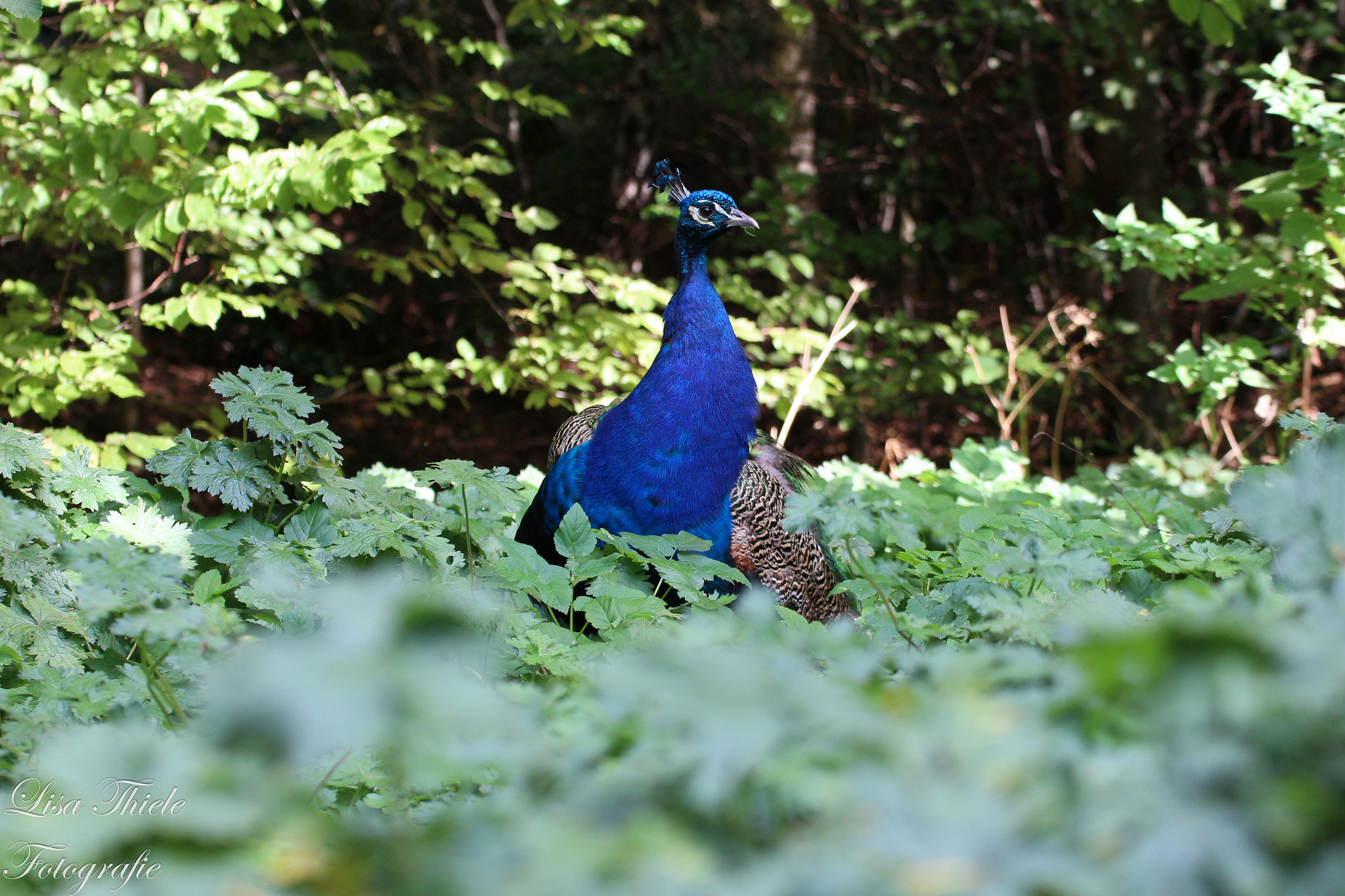 Canon EOS 700D (EOS Rebel T5i / EOS Kiss X7i) + Tamron SP 35mm F1.8 Di VC USD sample photo. Peakock in a wildlife park photography