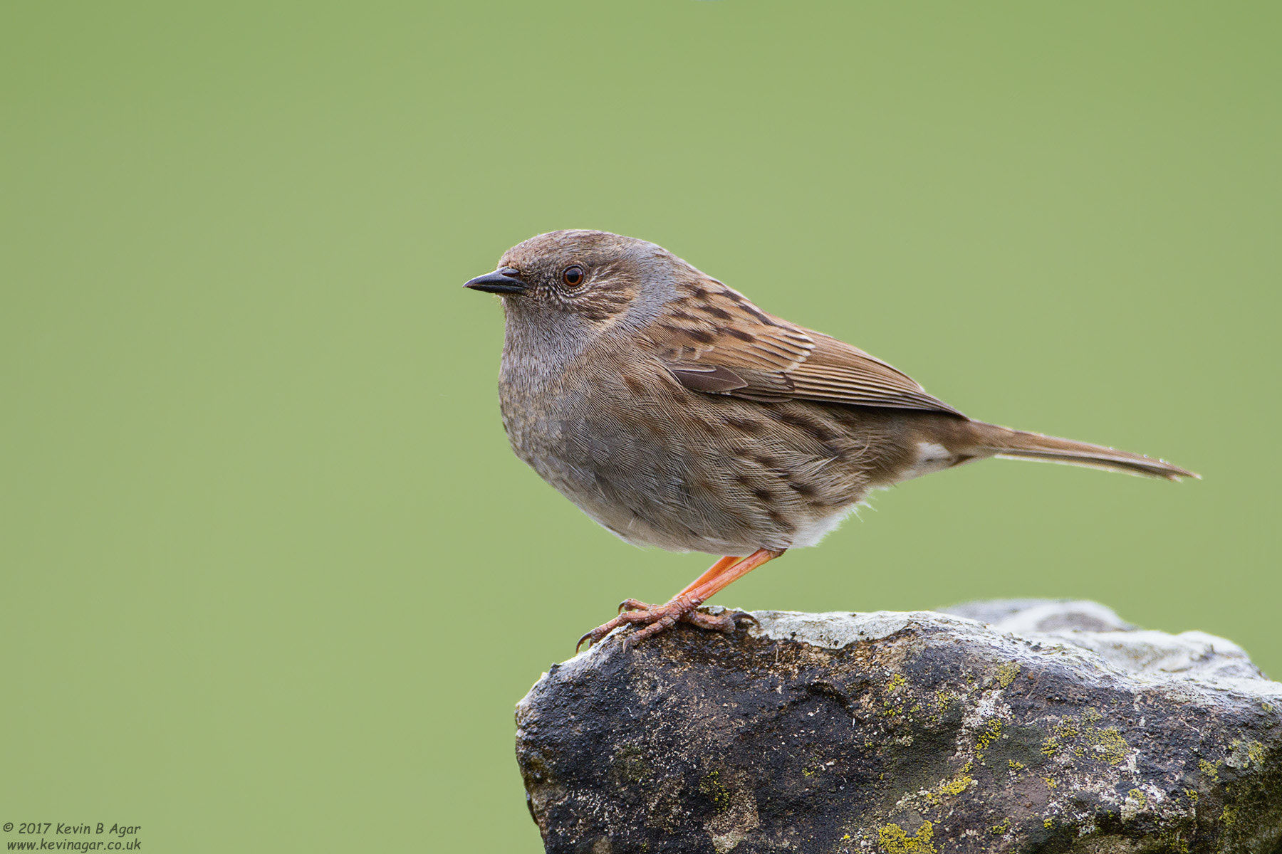 Canon EF 500mm F4L IS USM sample photo. Dunnock, prunella modularis photography