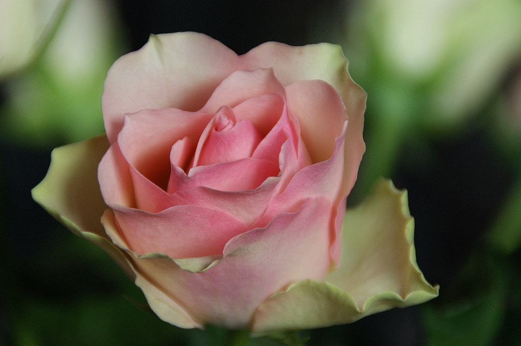 Sony DT 18-200mm F3.5-6.3 sample photo. . photography