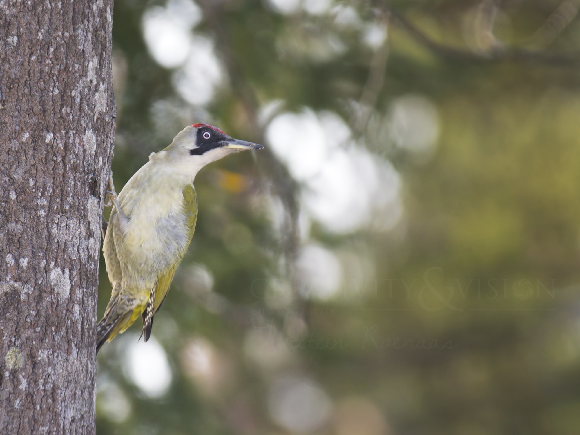 Pentax K-1 + Sigma EX APO 100-300mm F4 IF sample photo. European green woodpecker photography