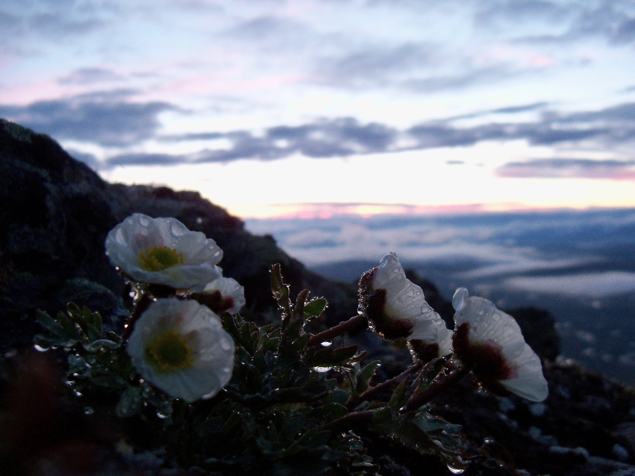 Kodak EasyShare Z915 sample photo. Mountain flowers photography