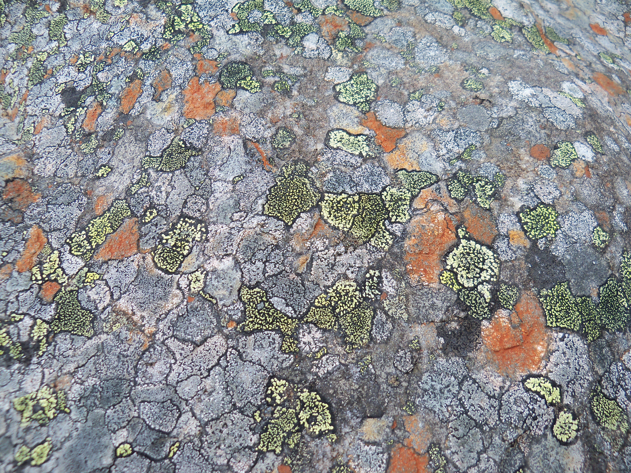 Kodak EasyShare Z915 sample photo. Lichen 1 photography