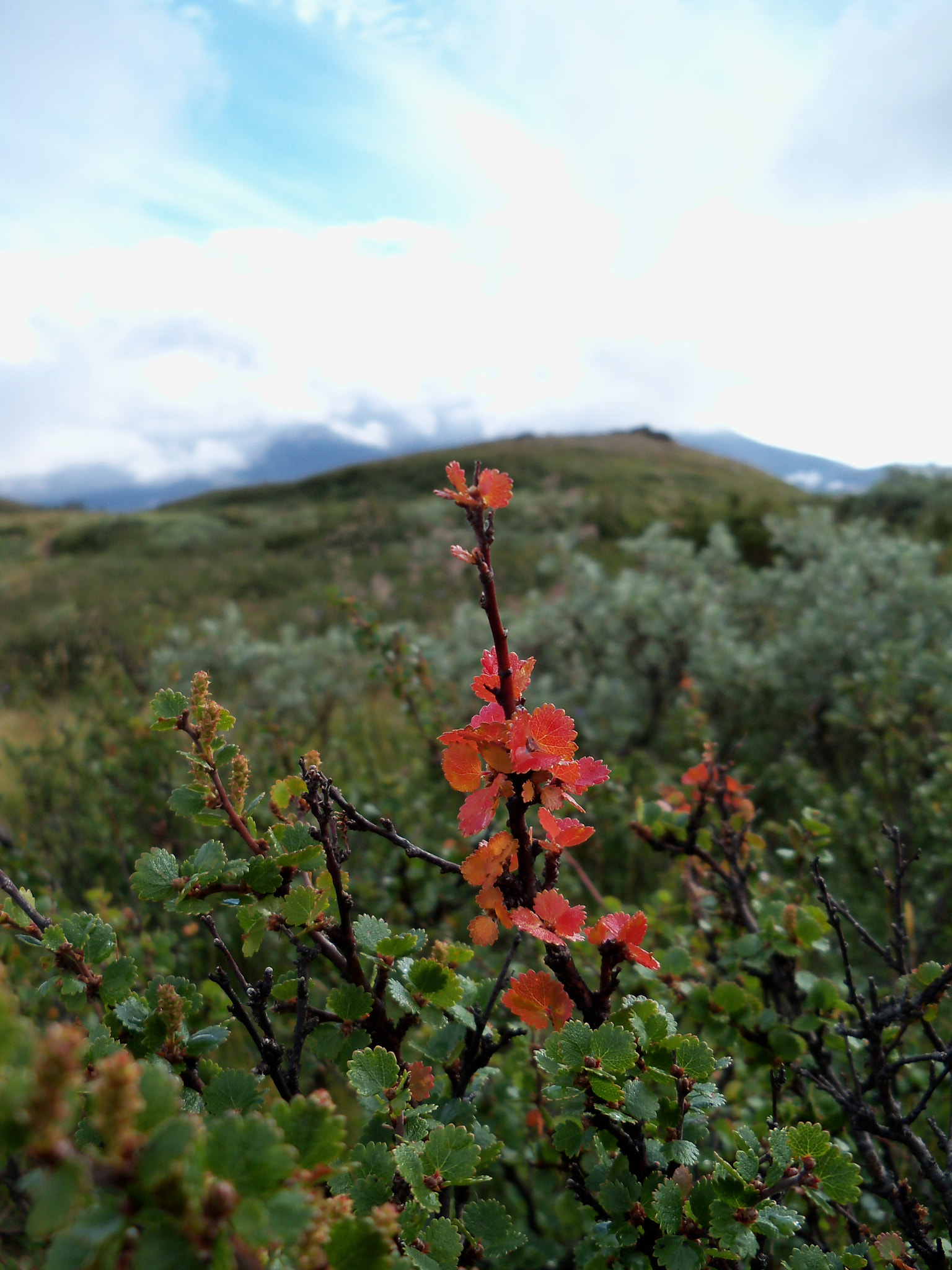 Kodak EasyShare Z915 sample photo. Autumn is coming photography