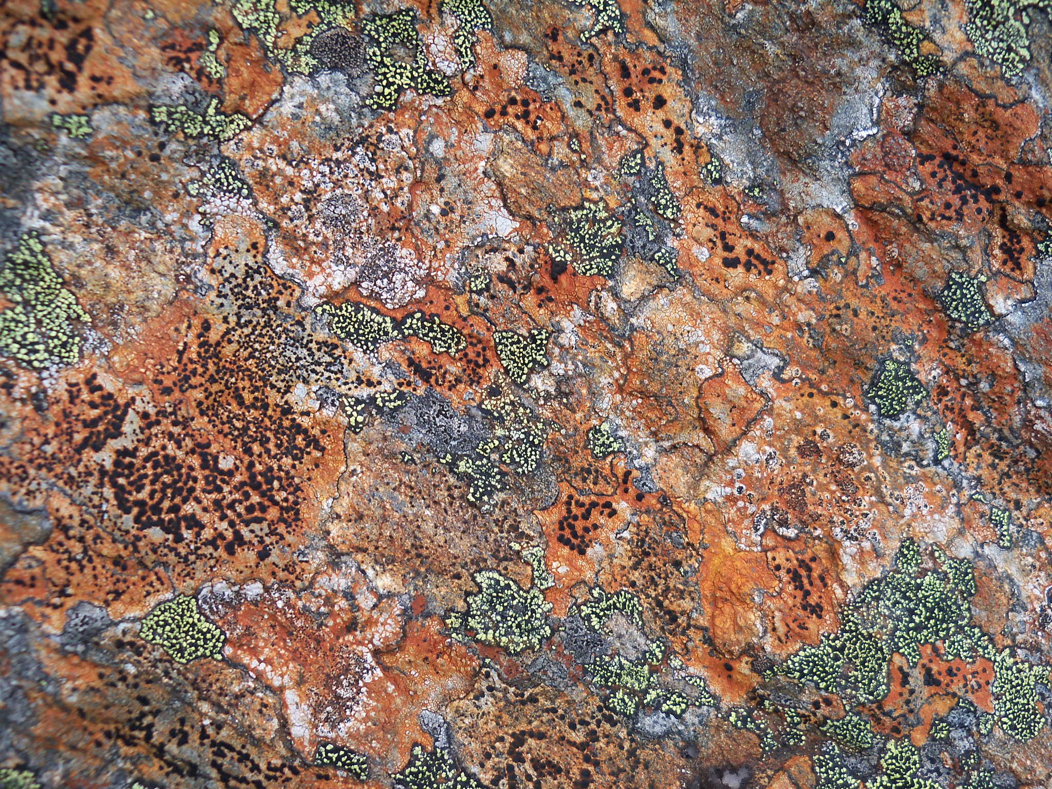 Kodak EasyShare Z915 sample photo. Lichen 2 photography
