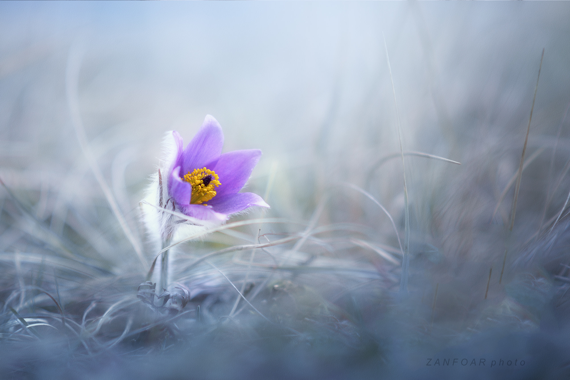 Nikon D7000 sample photo. Pulsatila soliter - pulsatilla grandis photography