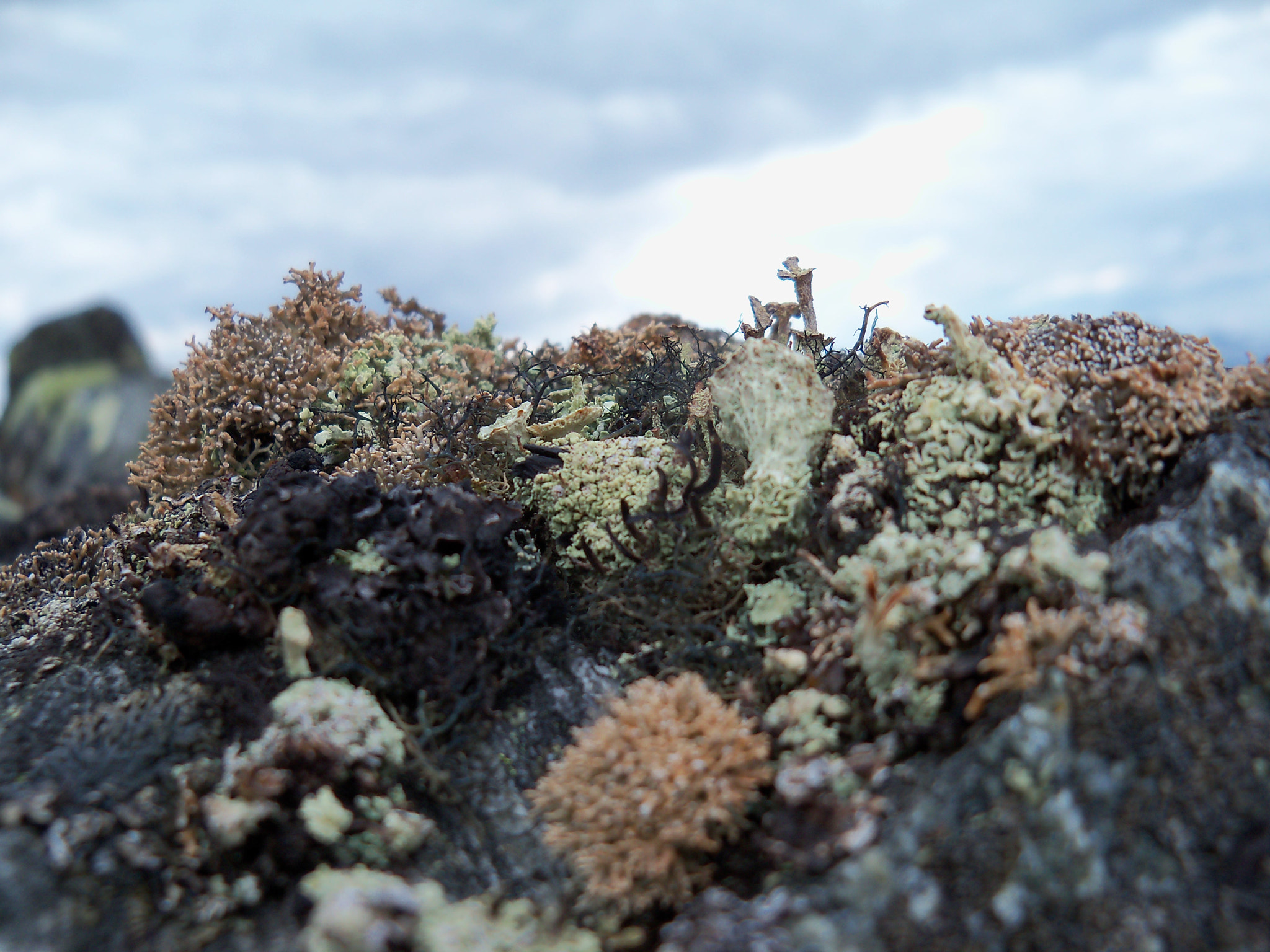 Kodak EasyShare Z915 sample photo. Lichen 3 photography