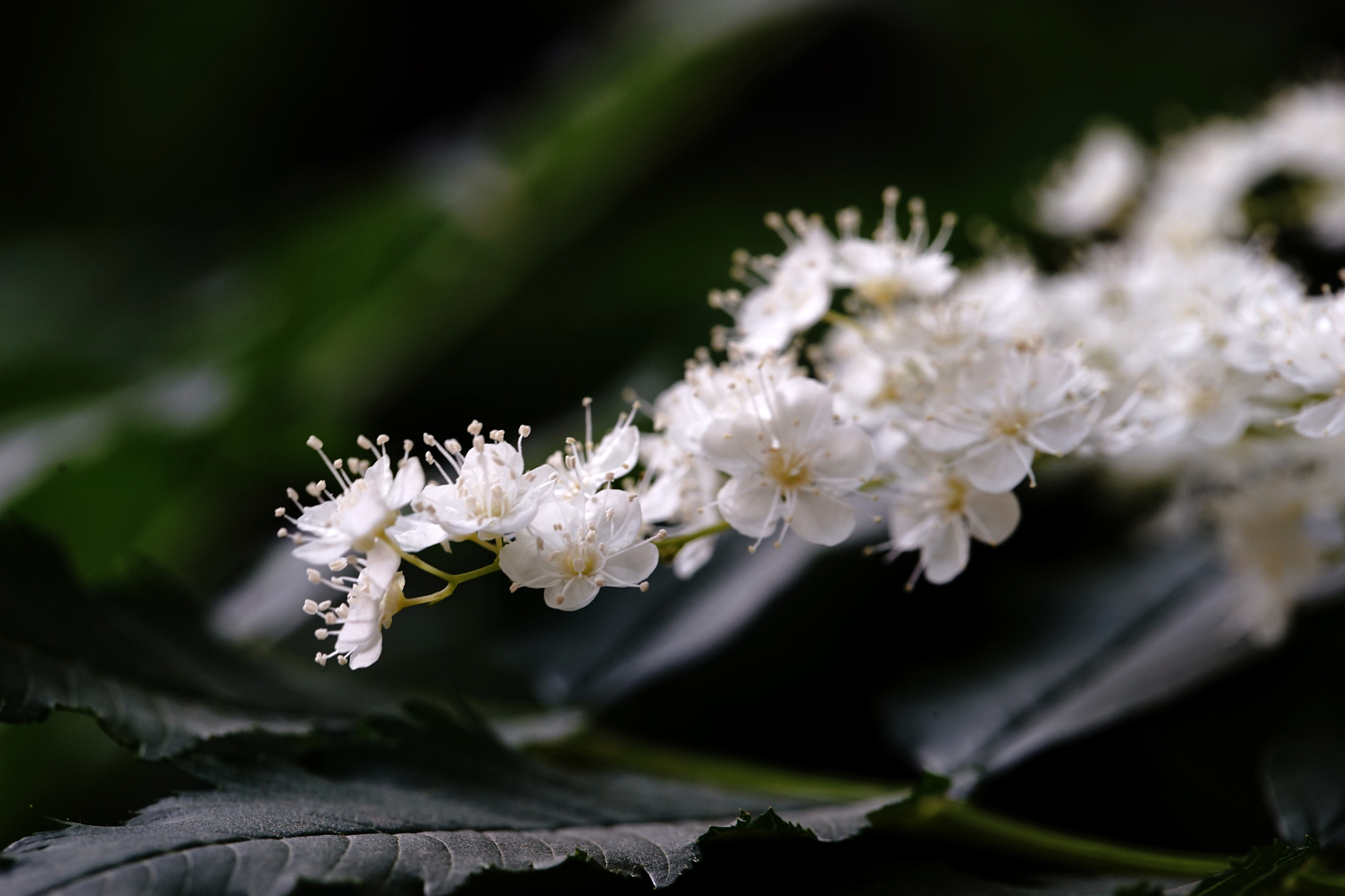 100mm F2.8 OSS sample photo. Dsc photography