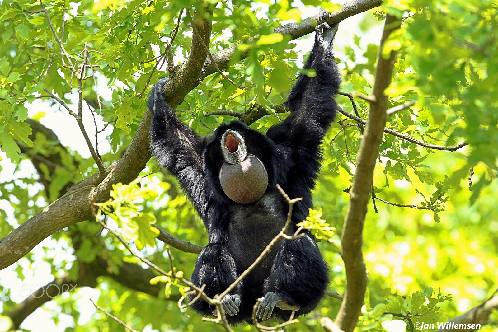 Canon EF 300mm F2.8L IS II USM sample photo. Siamang photography