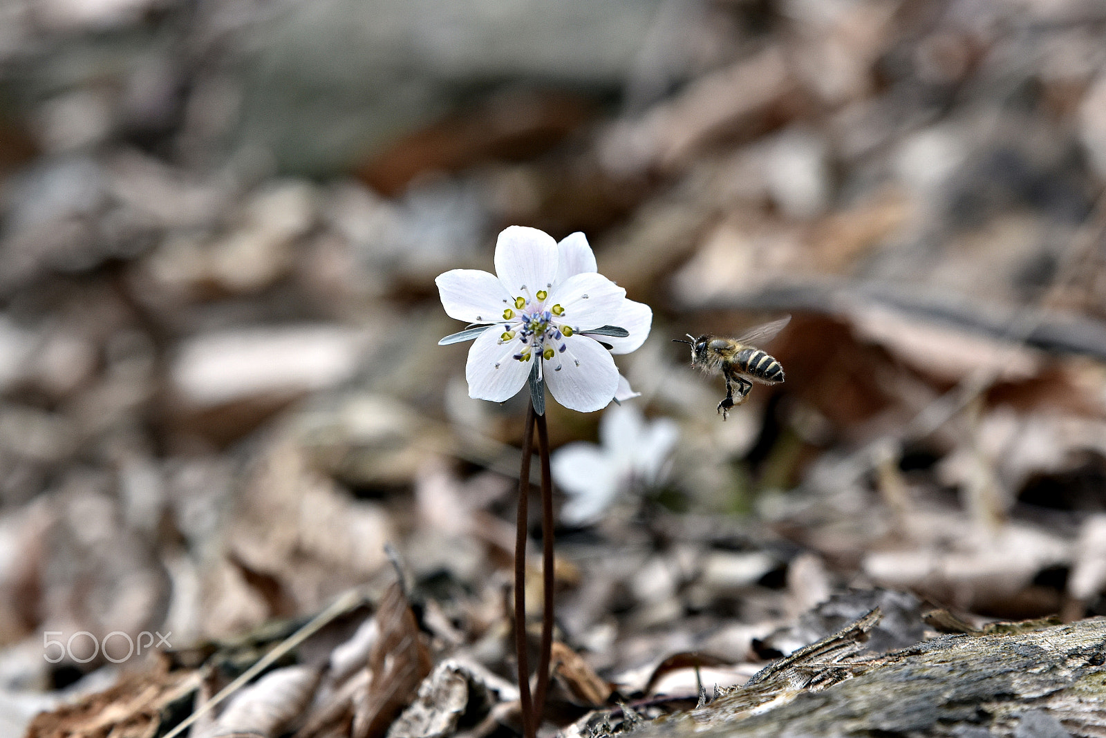 Tamron SP 24-70mm F2.8 Di VC USD sample photo. Wildflower photography