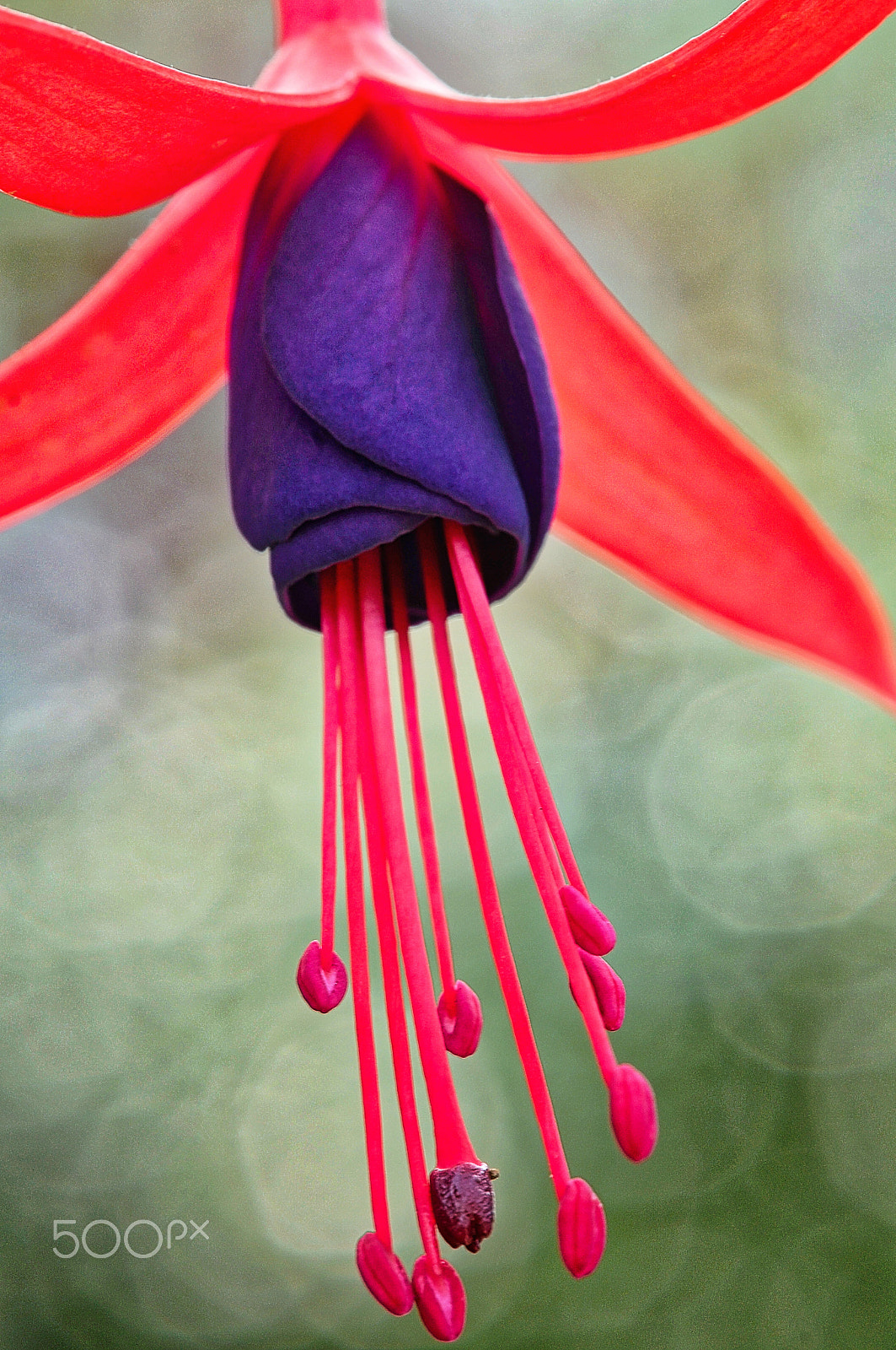 Nikon AF-S Micro-Nikkor 105mm F2.8G IF-ED VR sample photo. Fuchsia photography