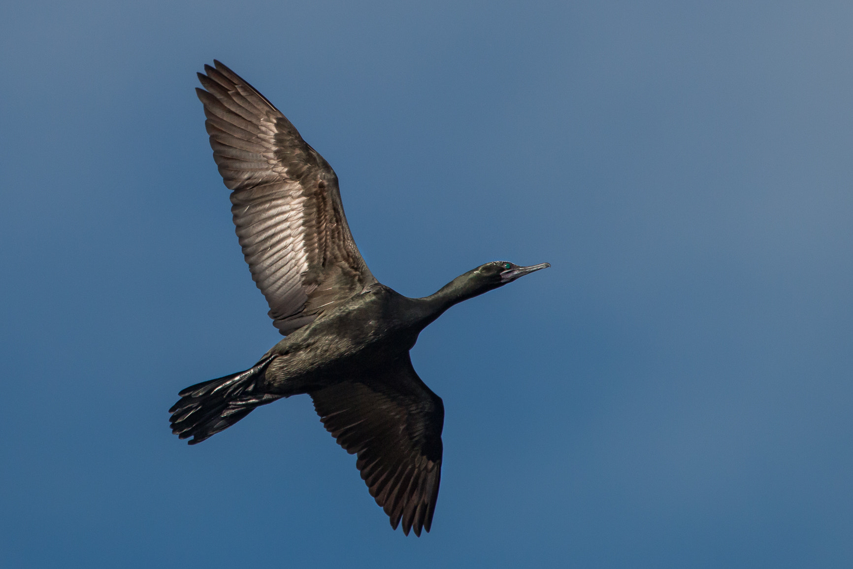 Canon EOS 70D + Canon EF 100-400mm F4.5-5.6L IS USM sample photo. Little black cormorant in flight photography