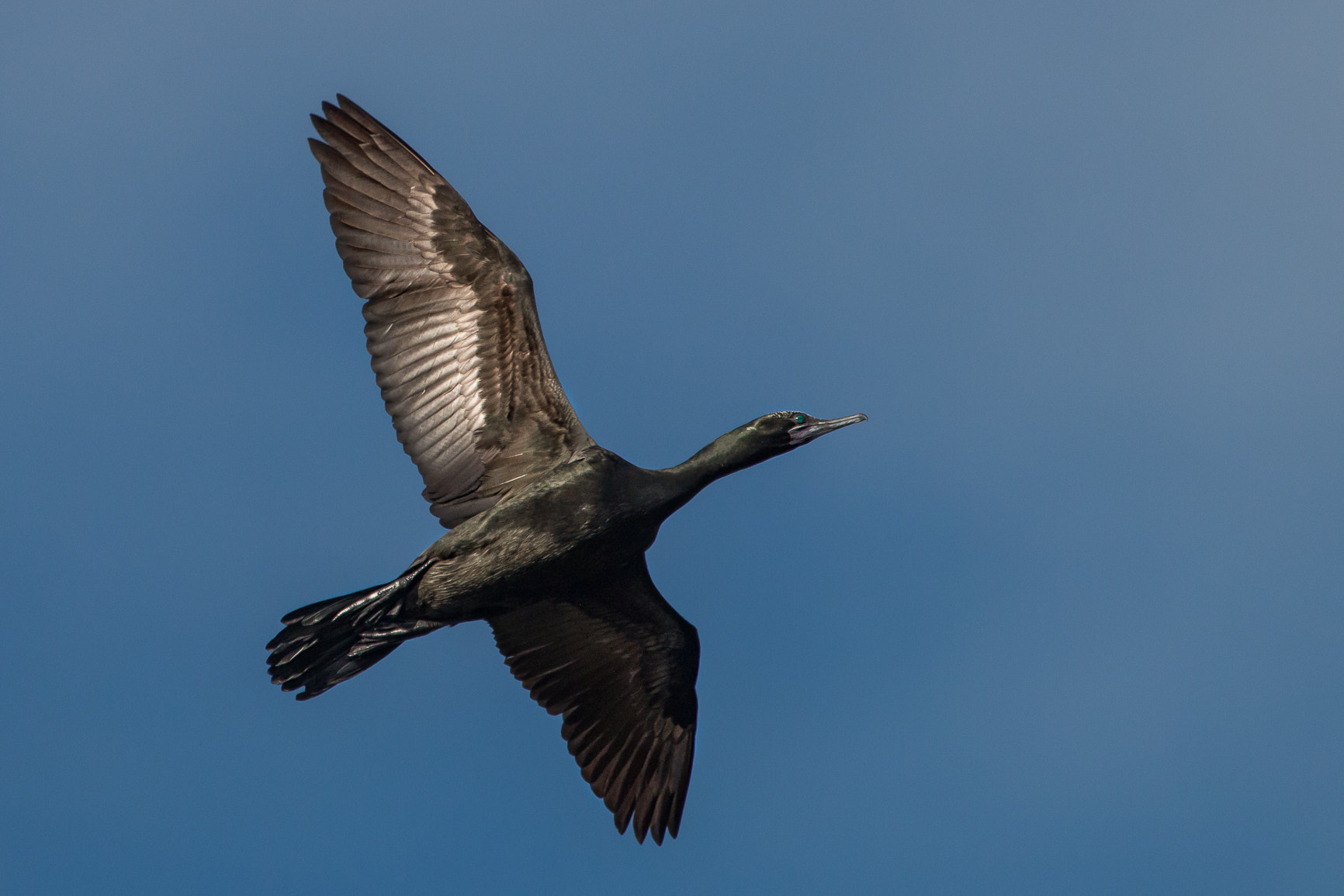 Canon EF 100-400mm F4.5-5.6L IS USM sample photo. Little black cormorant in flight photography