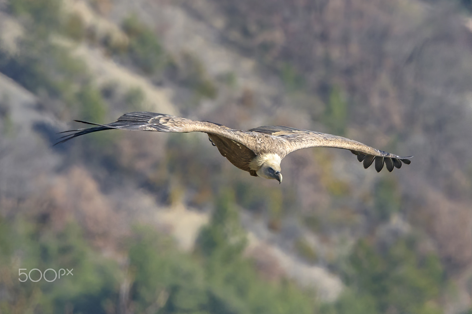 Nikon Nikkor AF-S 300mm F4E PF ED VR sample photo. Griffon vulture photography