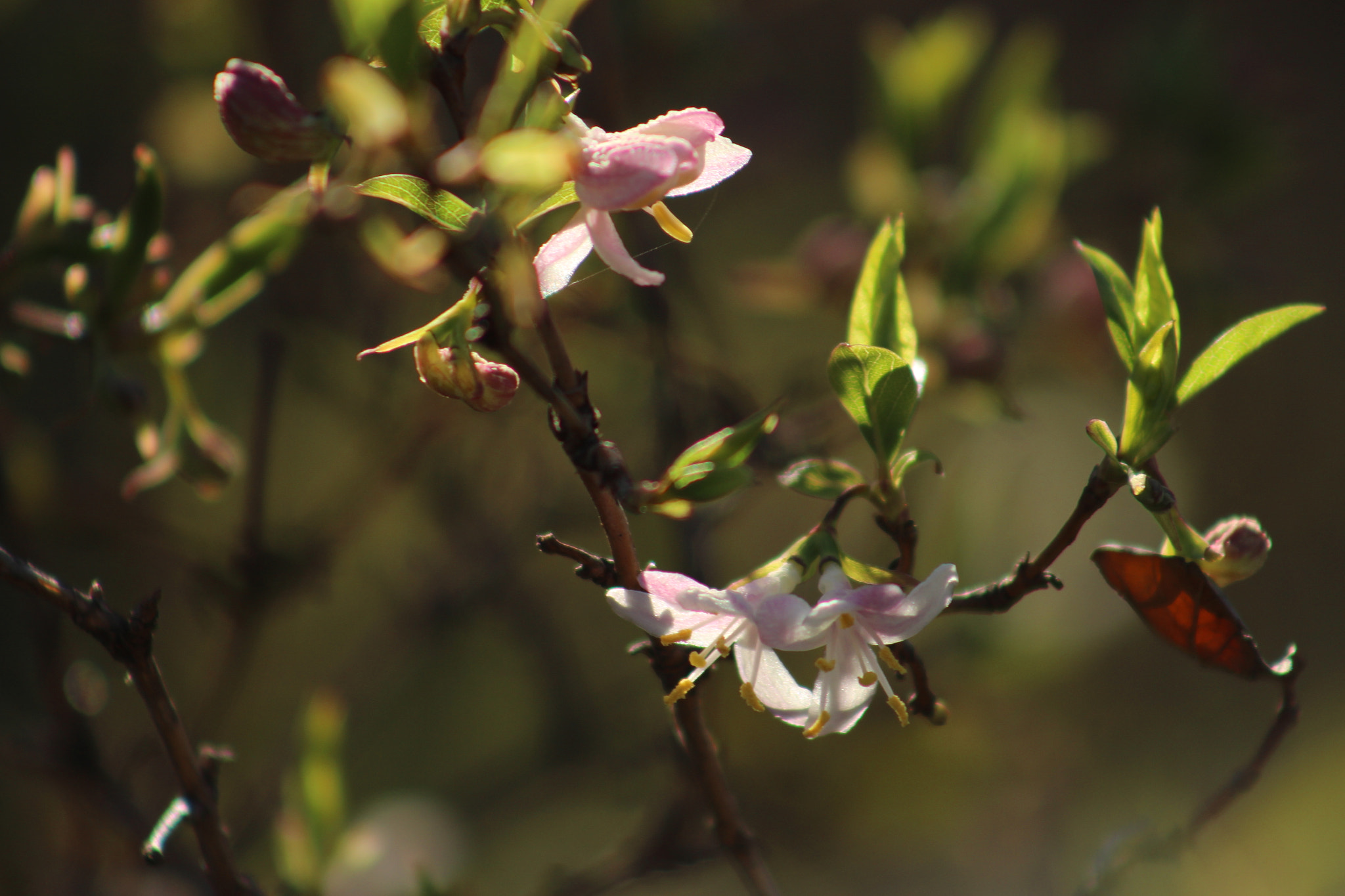 Canon EF 75-300mm f/4-5.6 USM sample photo. Pink & white photography