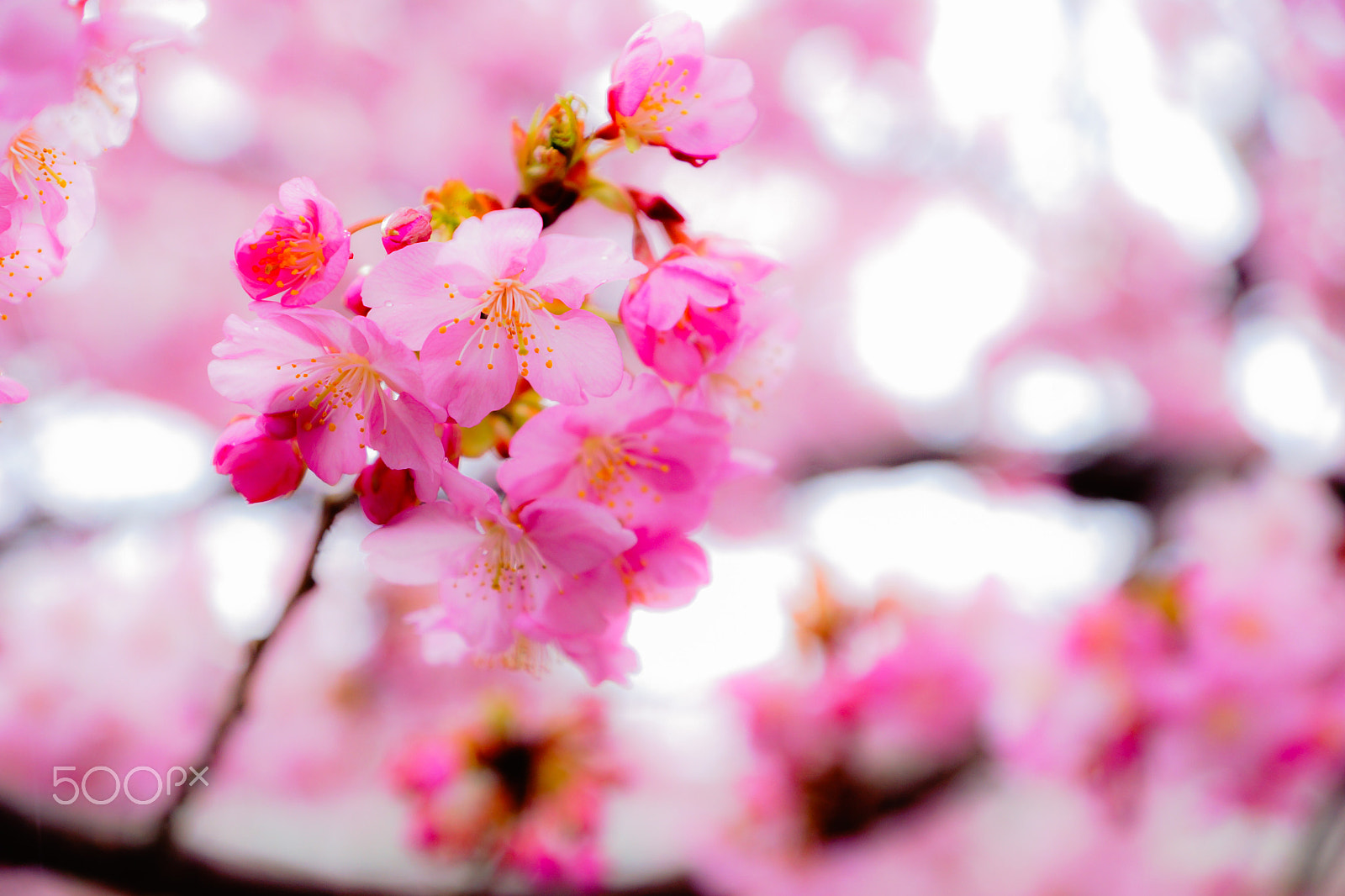 Sony SLT-A77 sample photo. Sakura photography