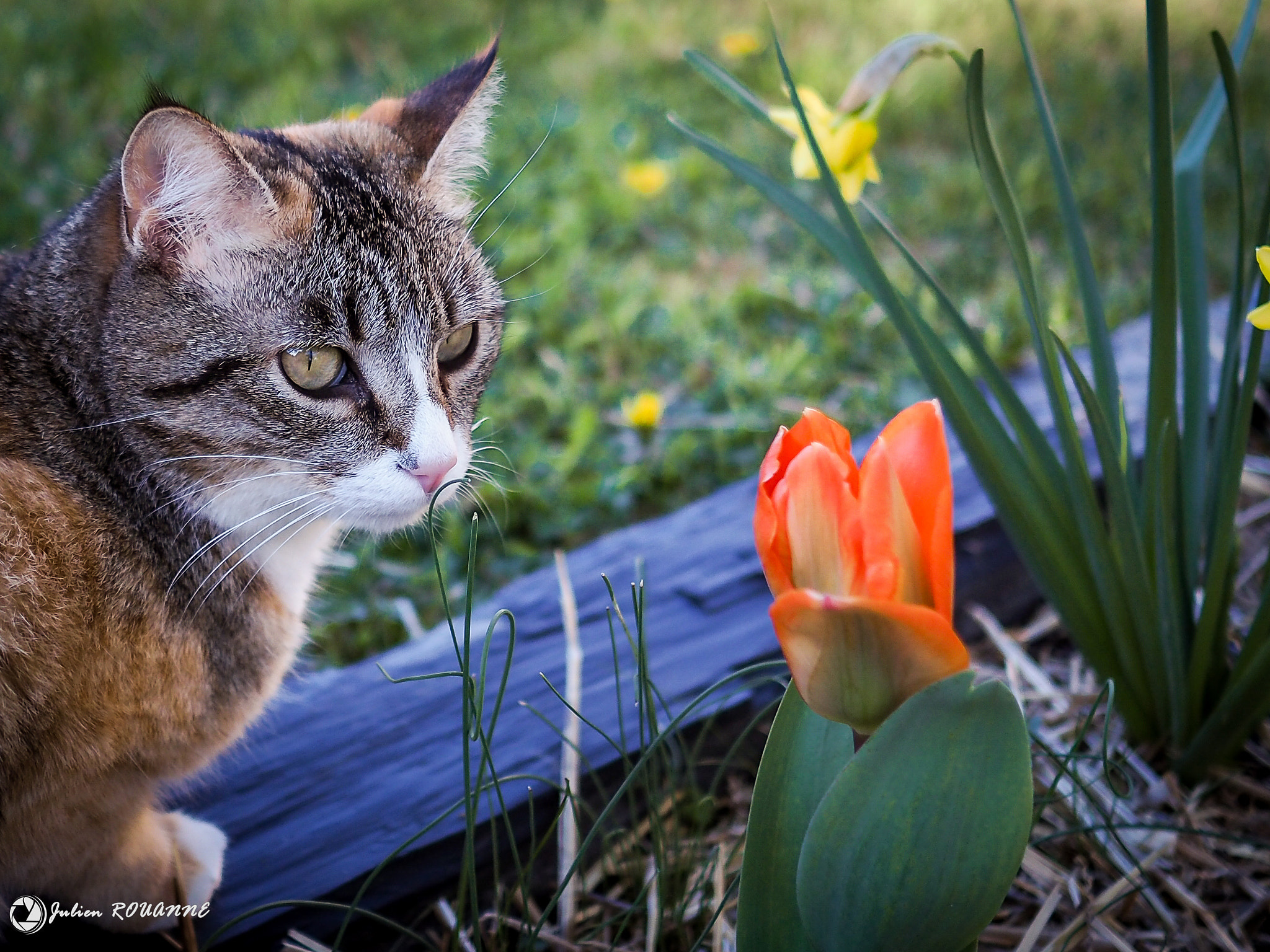 Olympus OM-D E-M5 II + Olympus M.Zuiko Digital 17mm F1.8 sample photo. Chat au jardin photography
