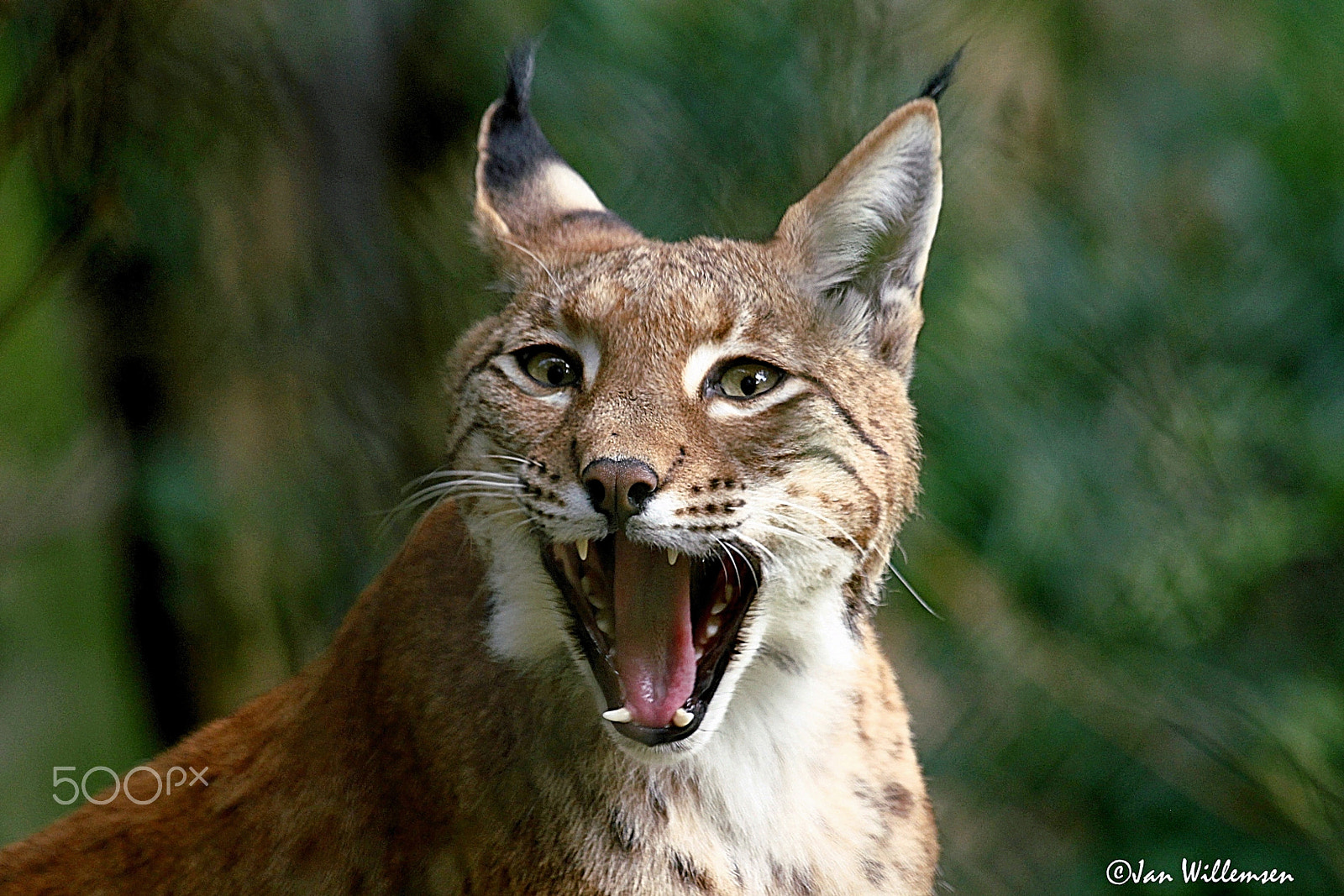 Canon EF 100-400mm F4.5-5.6L IS USM sample photo. Lynx photography
