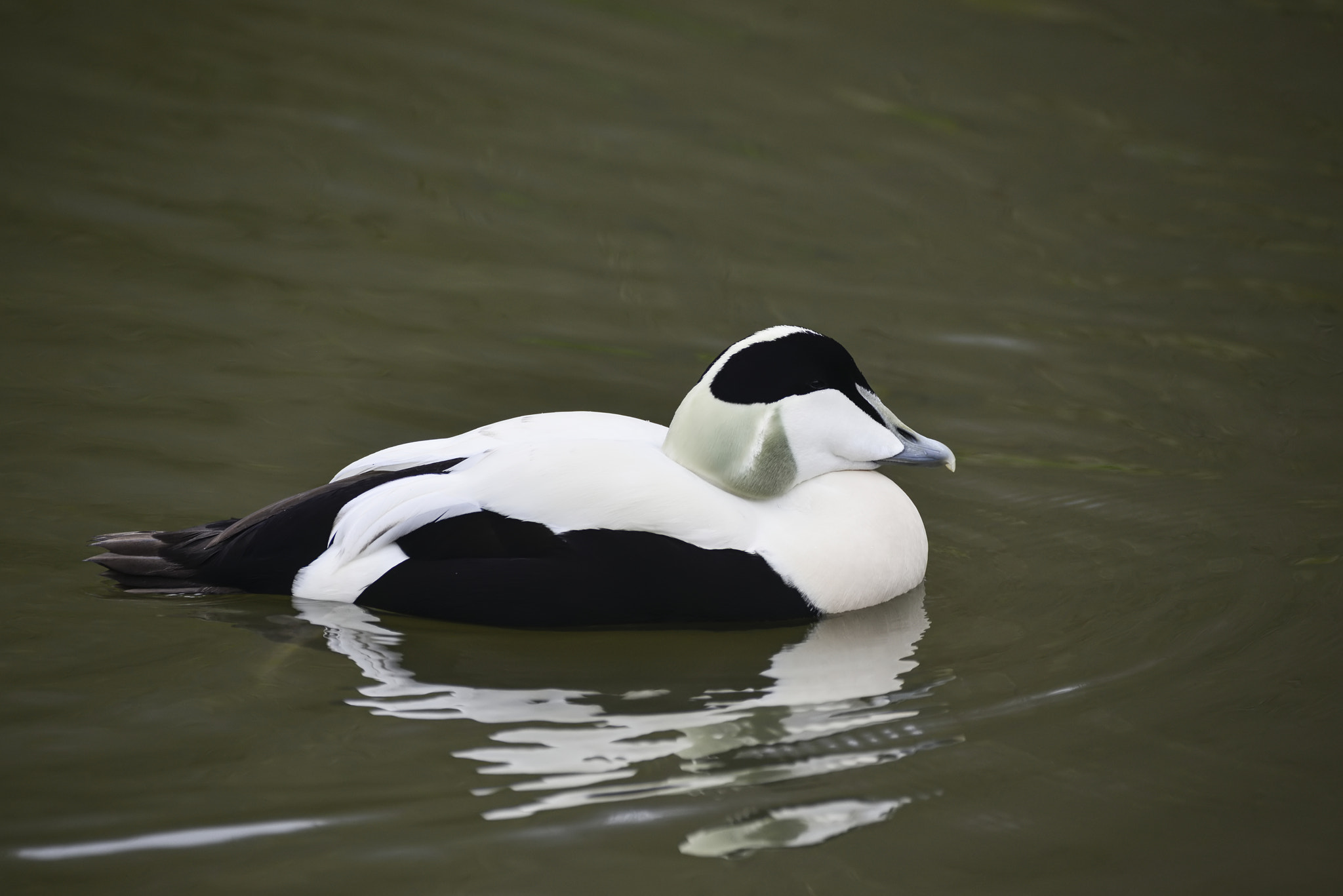 Nikon D800 + Sigma 150-600mm F5-6.3 DG OS HSM | C sample photo. Portrait of common eider duck bird somateria mollissima in sprin photography