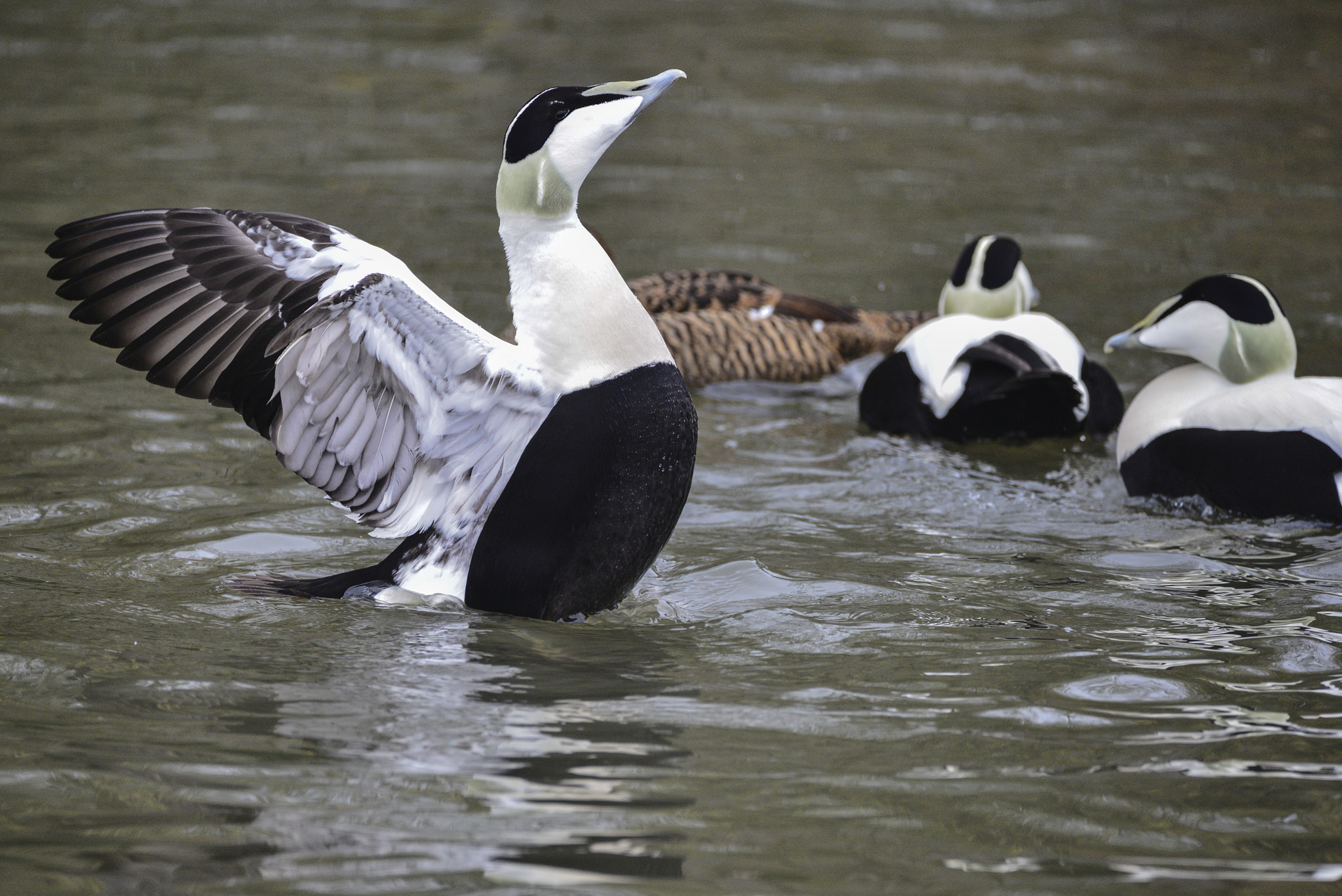 Nikon D800 sample photo. Portrait of common eider duck bird somateria mollissima in sprin photography