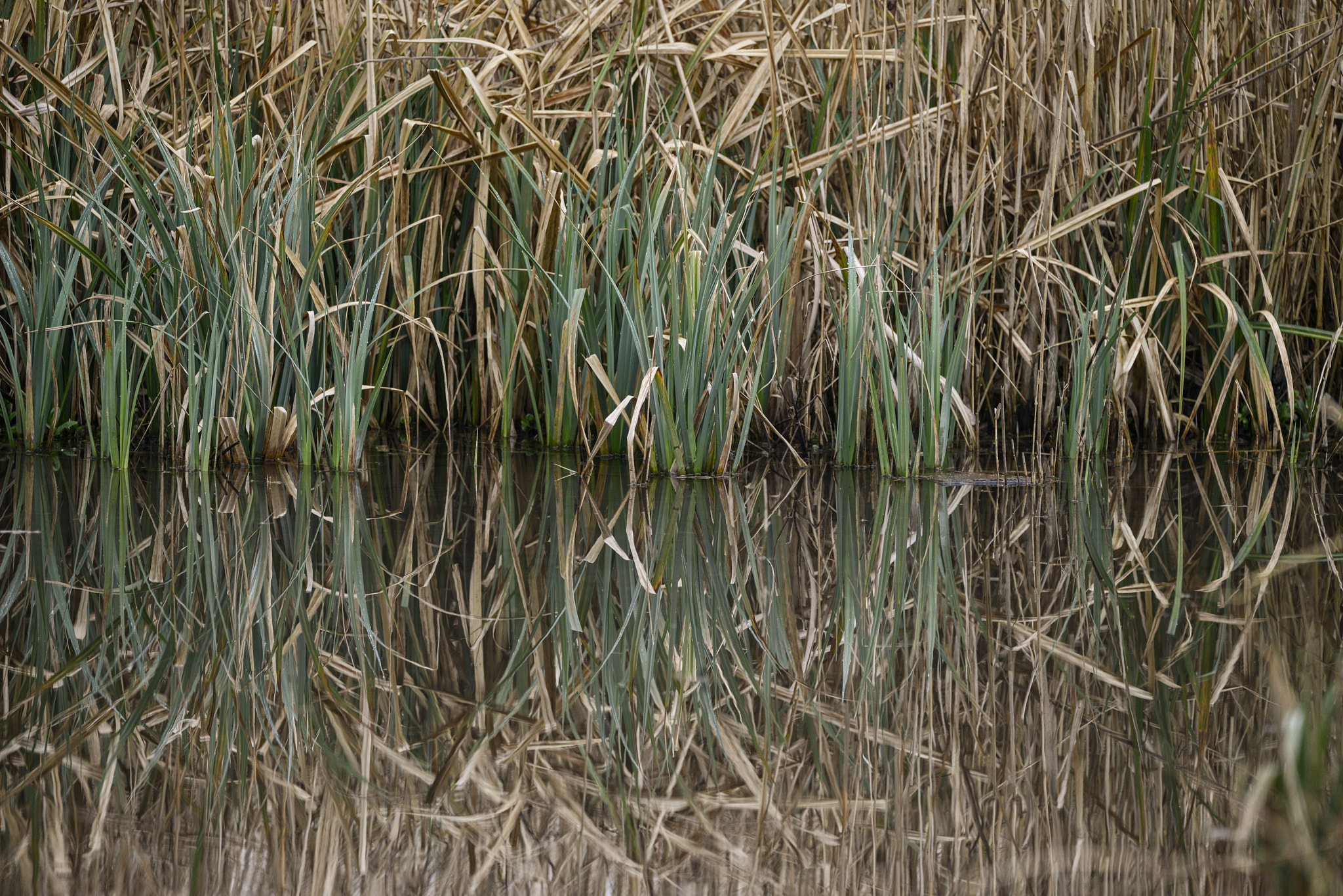 Nikon D800 sample photo. Close up image of reeds in water during spring photography