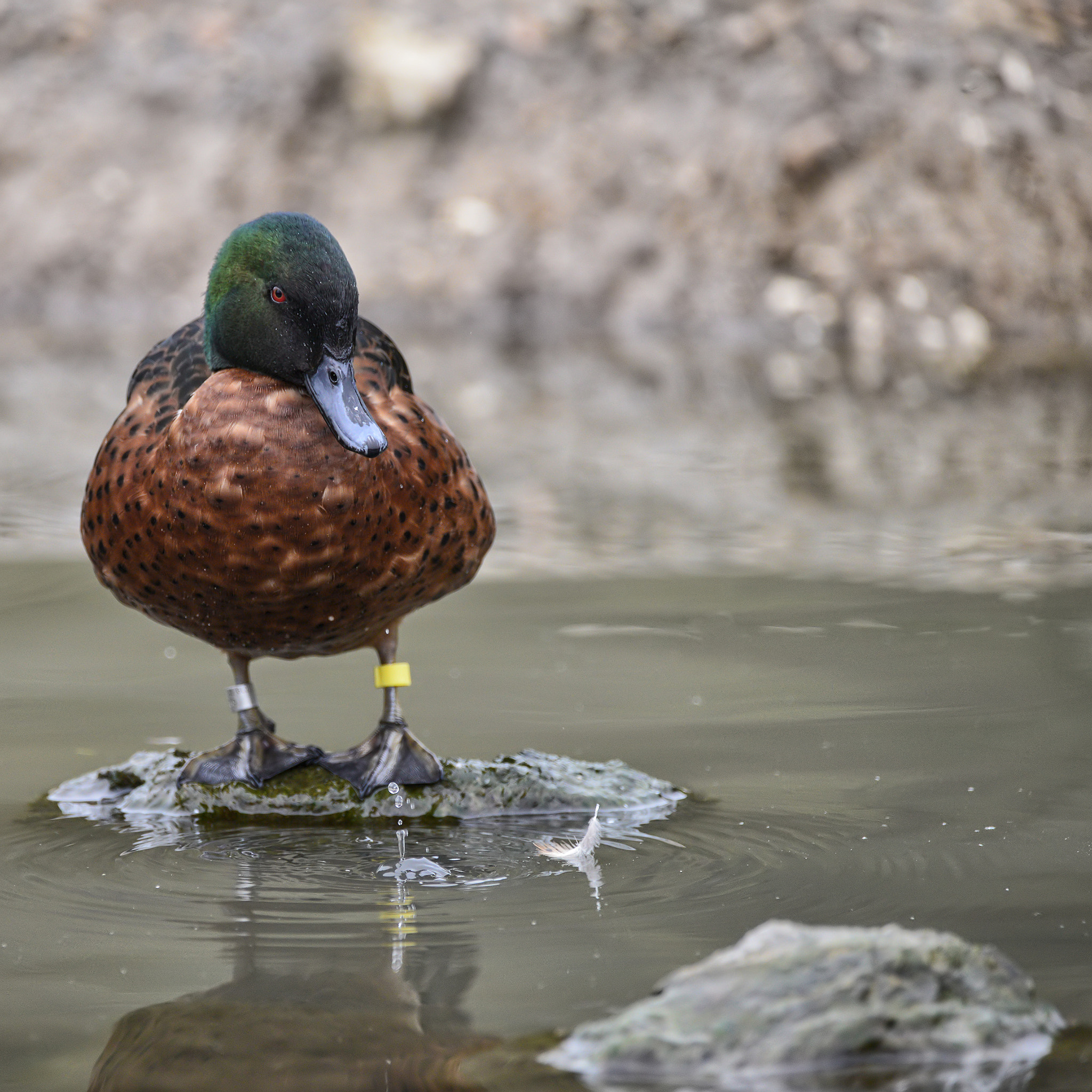 Nikon D800 sample photo. Beautiful portrait of chestnut teal male anas castanea duck bird photography