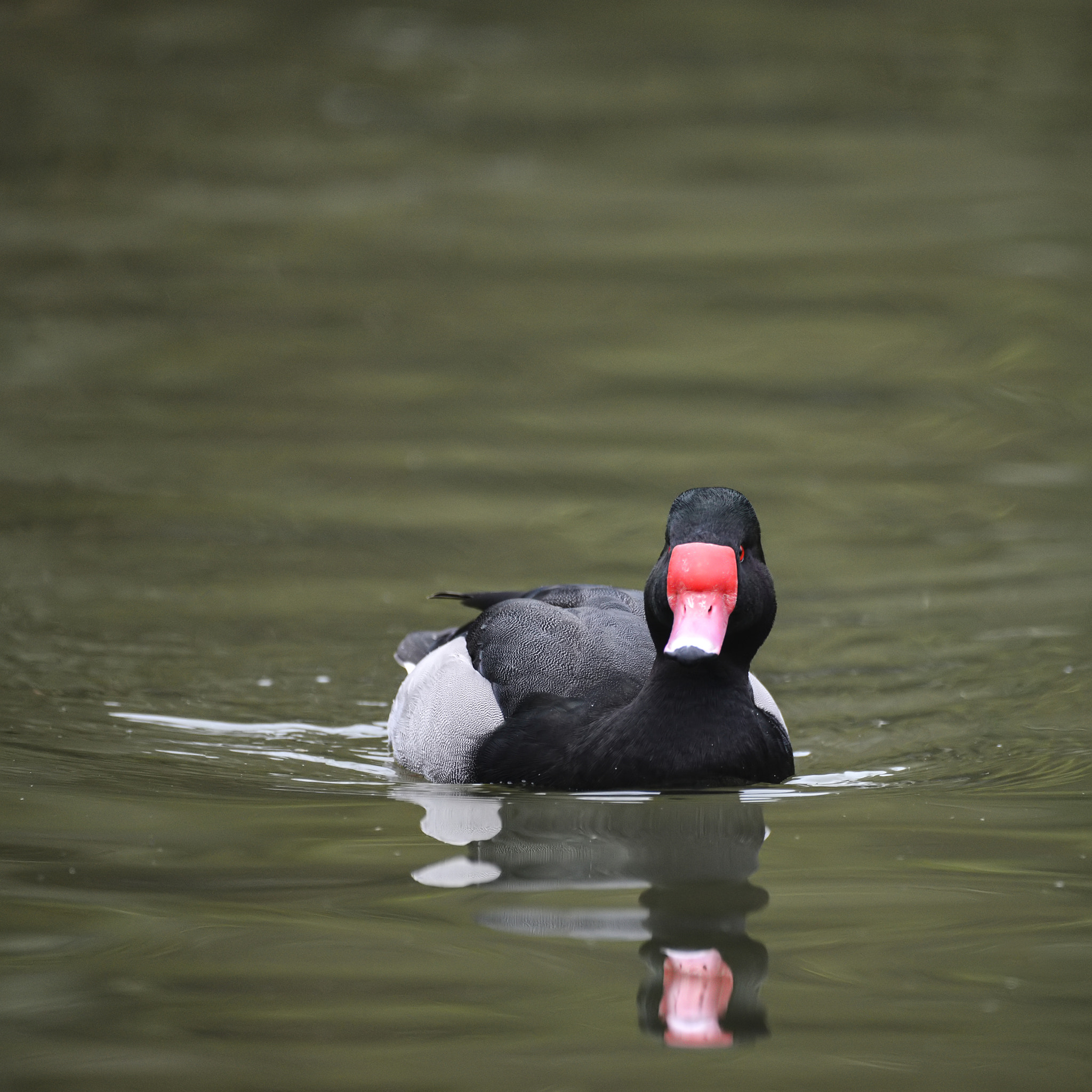 Sigma 150-600mm F5-6.3 DG OS HSM | C sample photo. Beautiful portrait of rosy-billed pochard duck bird netta peposa photography
