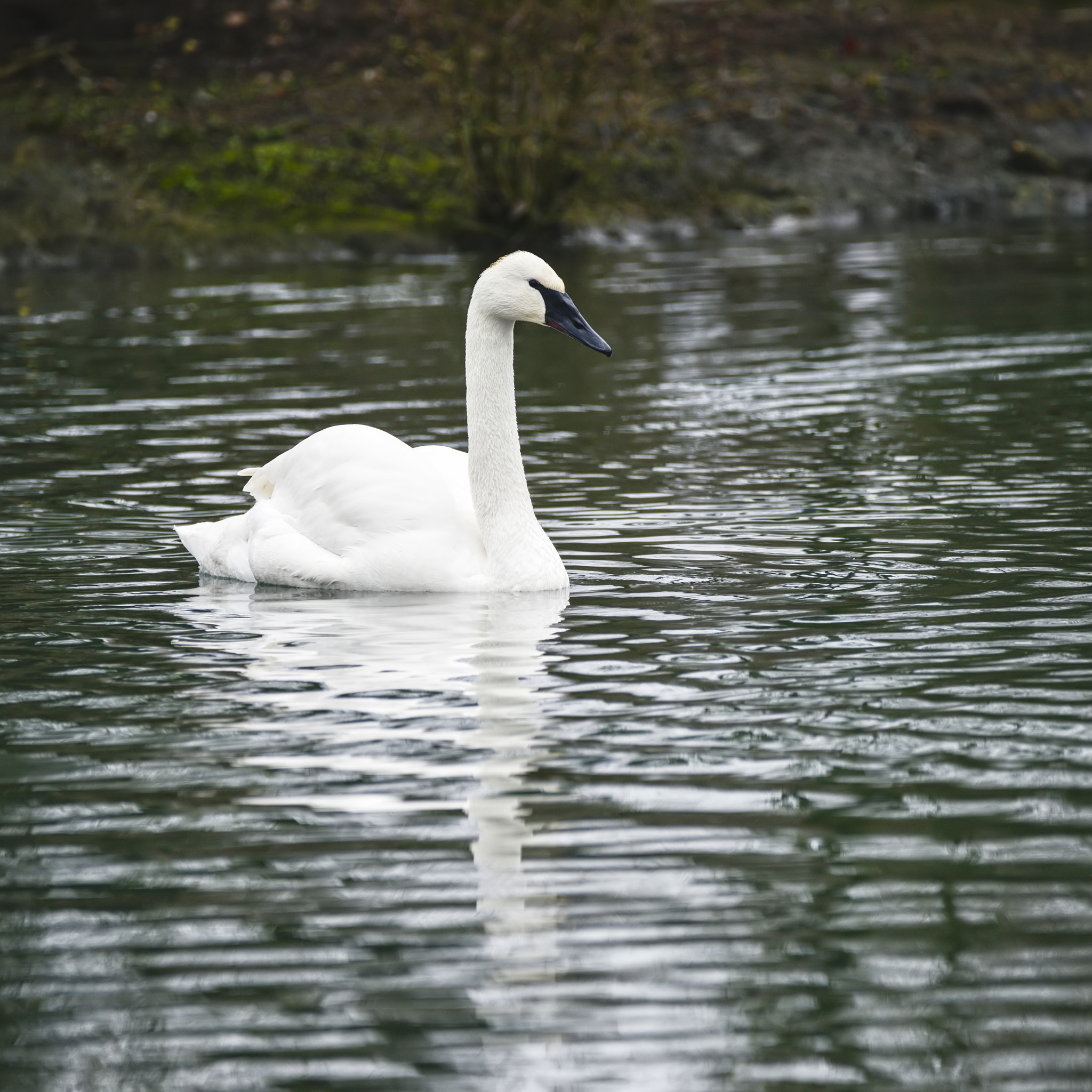 Nikon D800 sample photo. Eautiful portrait of trumpeter swan cygnus buccinator on water i photography