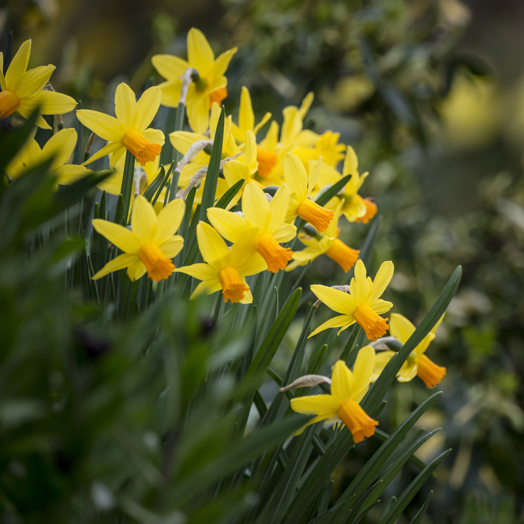 Nikon D800 sample photo. Stunning shallow depth of field image of vibrant yellow daffodil photography