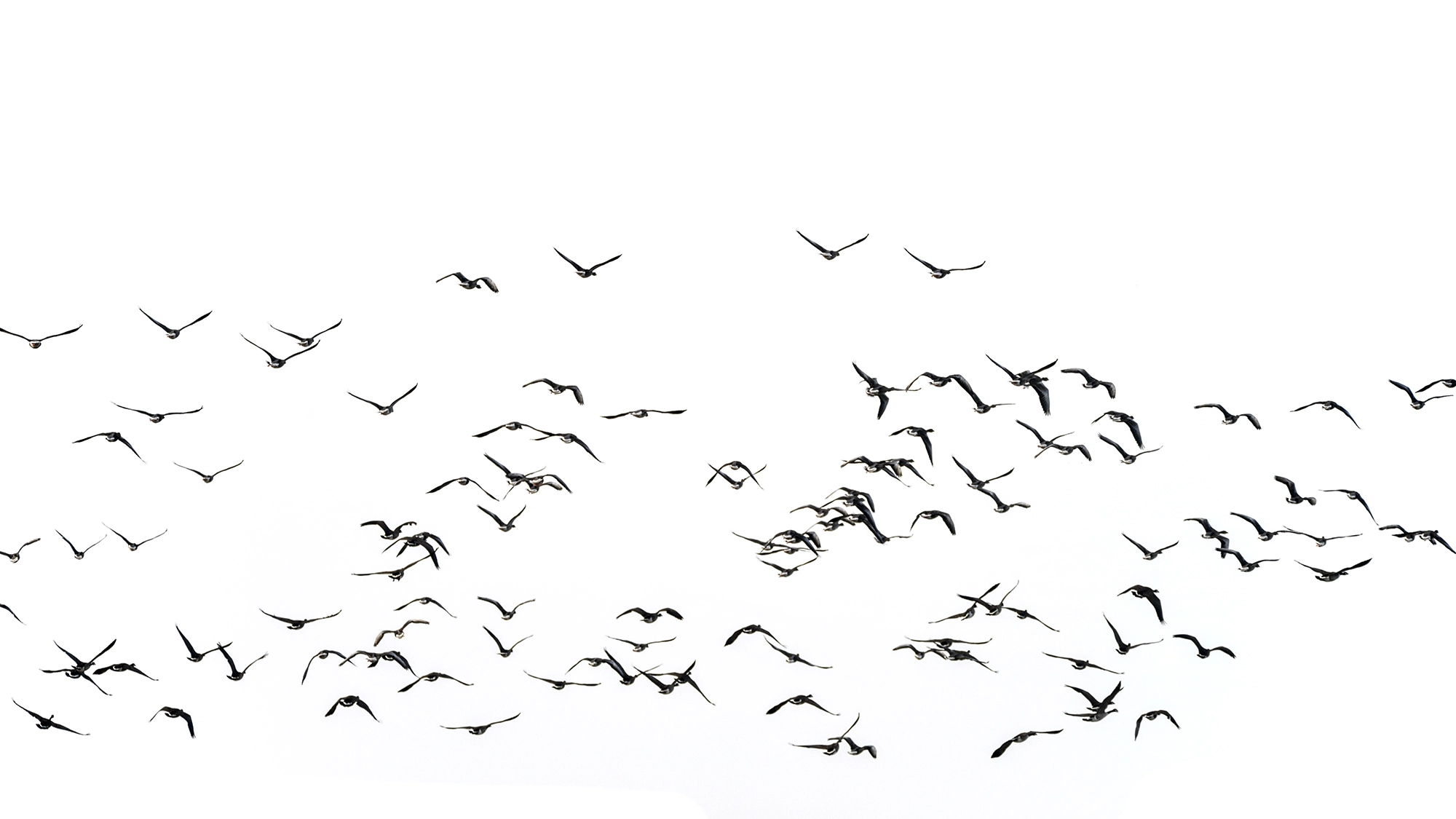 Nikon D800 sample photo. Flock of beautiful migratory lapwing birds in clear winter sky i photography