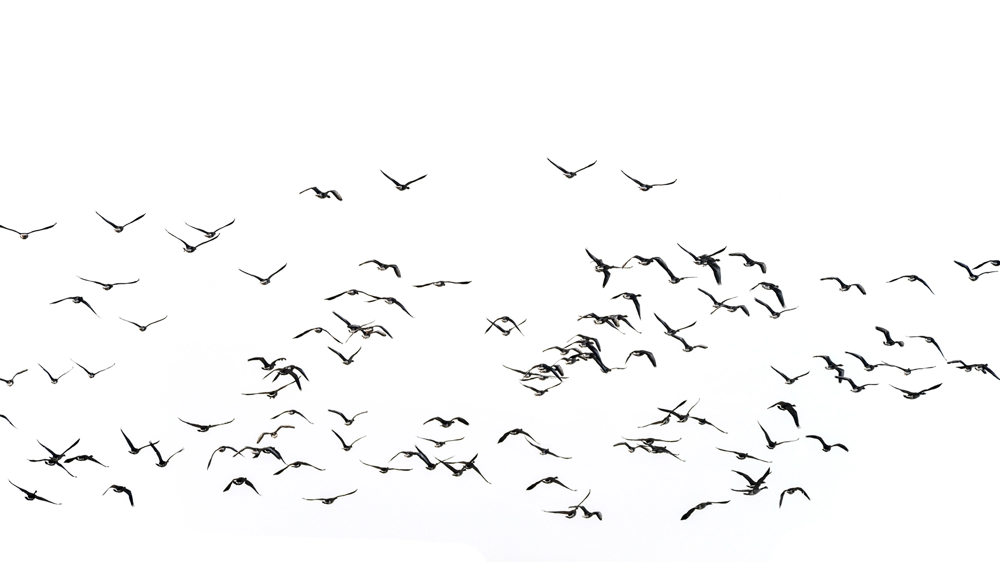 Sigma 150-600mm F5-6.3 DG OS HSM | C sample photo. Flock of beautiful migratory lapwing birds in clear winter sky i photography