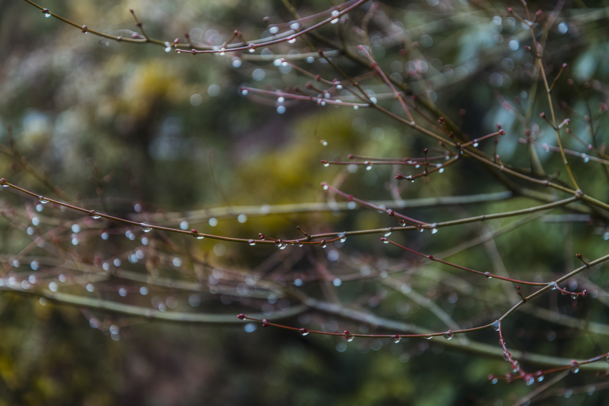 Nikon D5 + Nikon AF-S Nikkor 24-85mm F3.5-4.5G ED VR sample photo. Rain photography