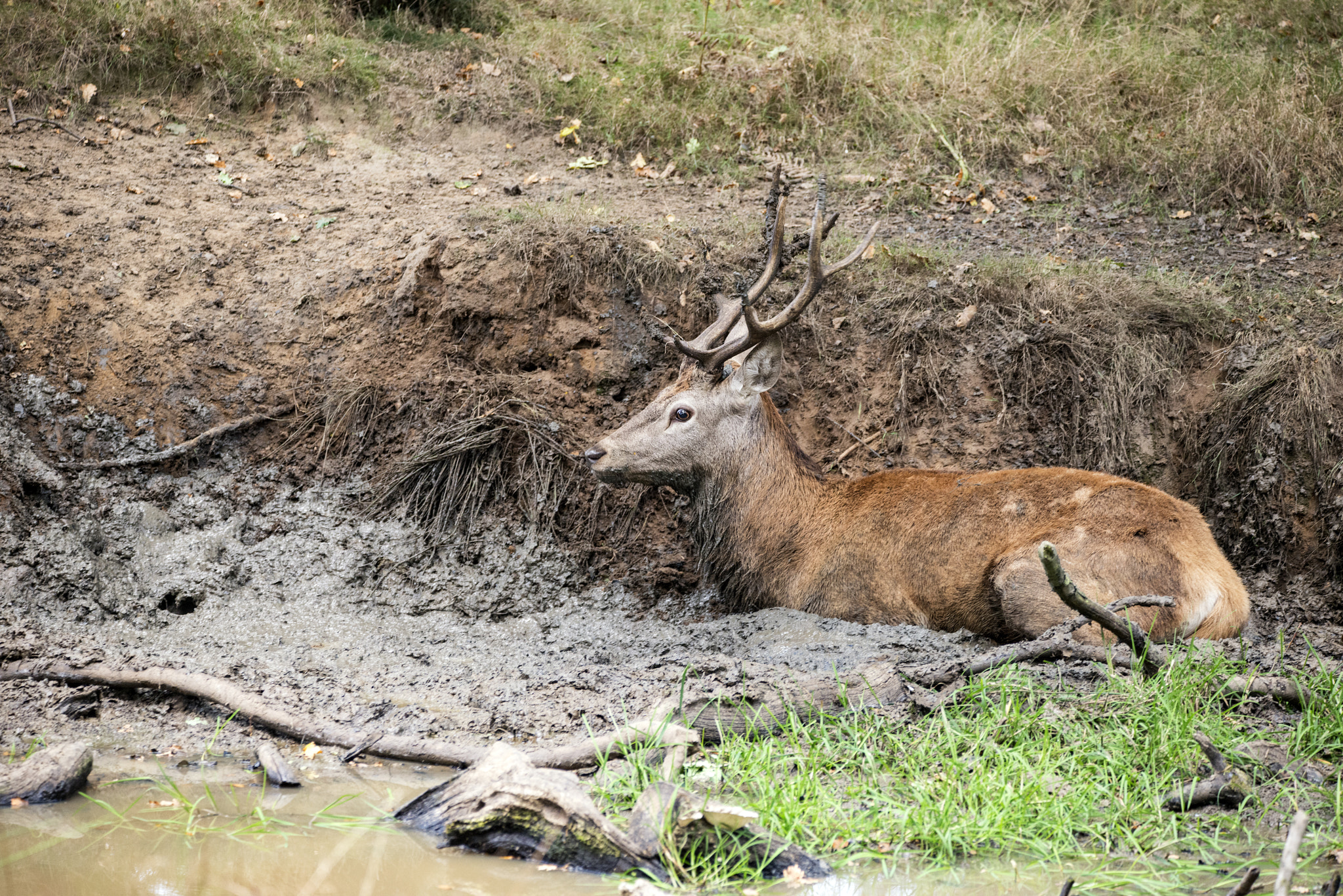 Nikon D800 + Sigma 150-600mm F5-6.3 DG OS HSM | C sample photo. Red deer stag cervus elaphus takes a mudbath to cool down on aut photography
