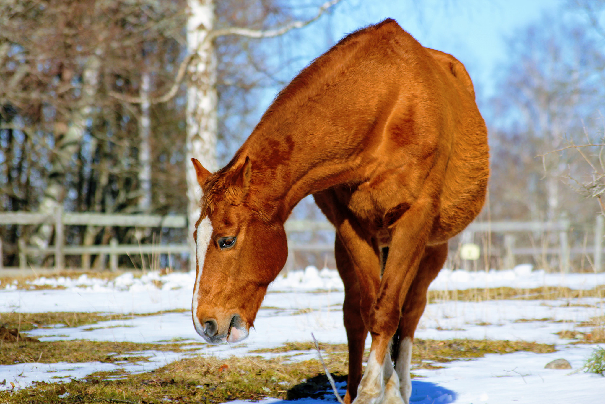 Canon EOS 600D (Rebel EOS T3i / EOS Kiss X5) + Sigma 55-200mm f/4-5.6 DC sample photo. Horse photography