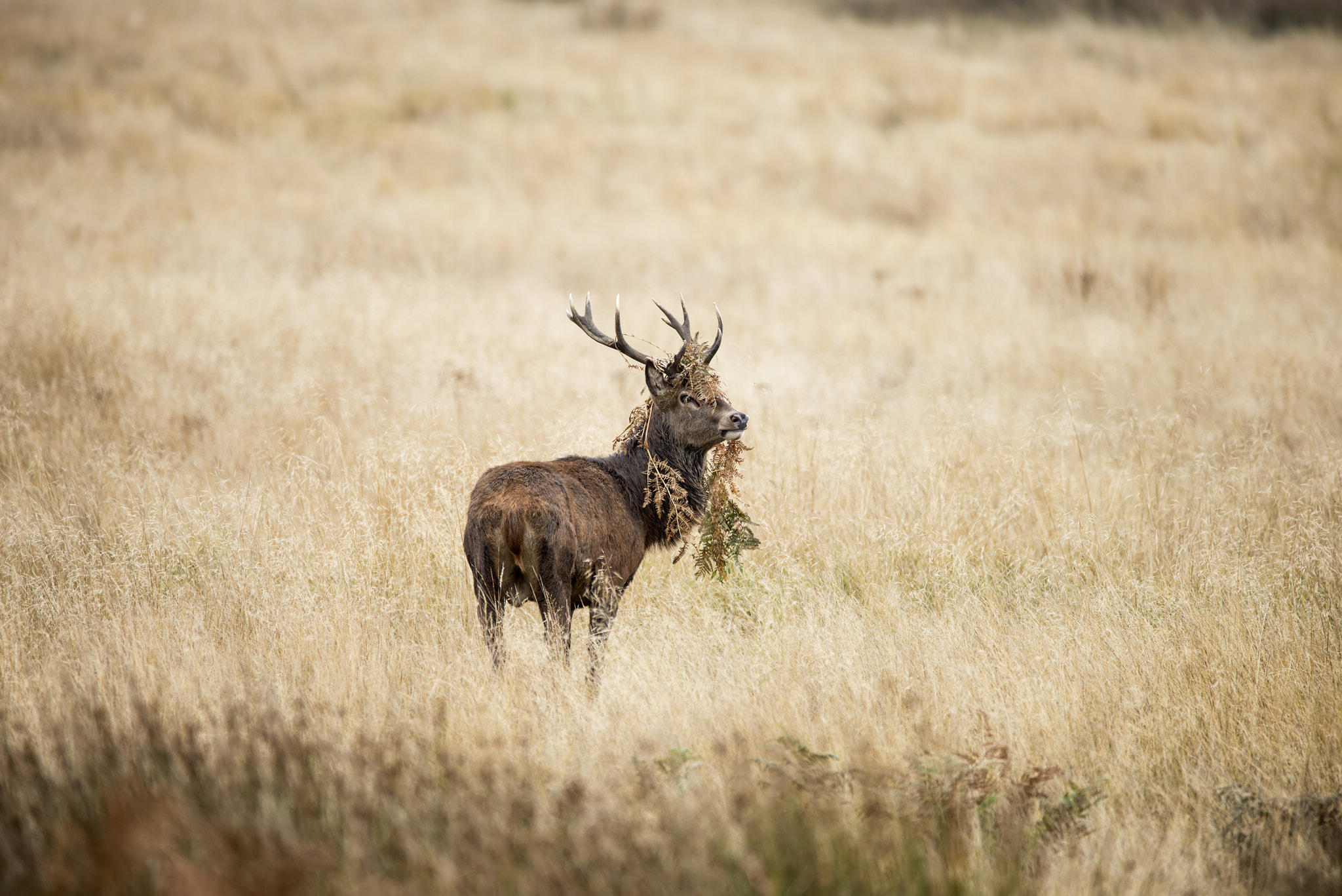 Sigma 150-600mm F5-6.3 DG OS HSM | C sample photo. Majestic powerful red deer stag cervus elaphus in forest landsca photography
